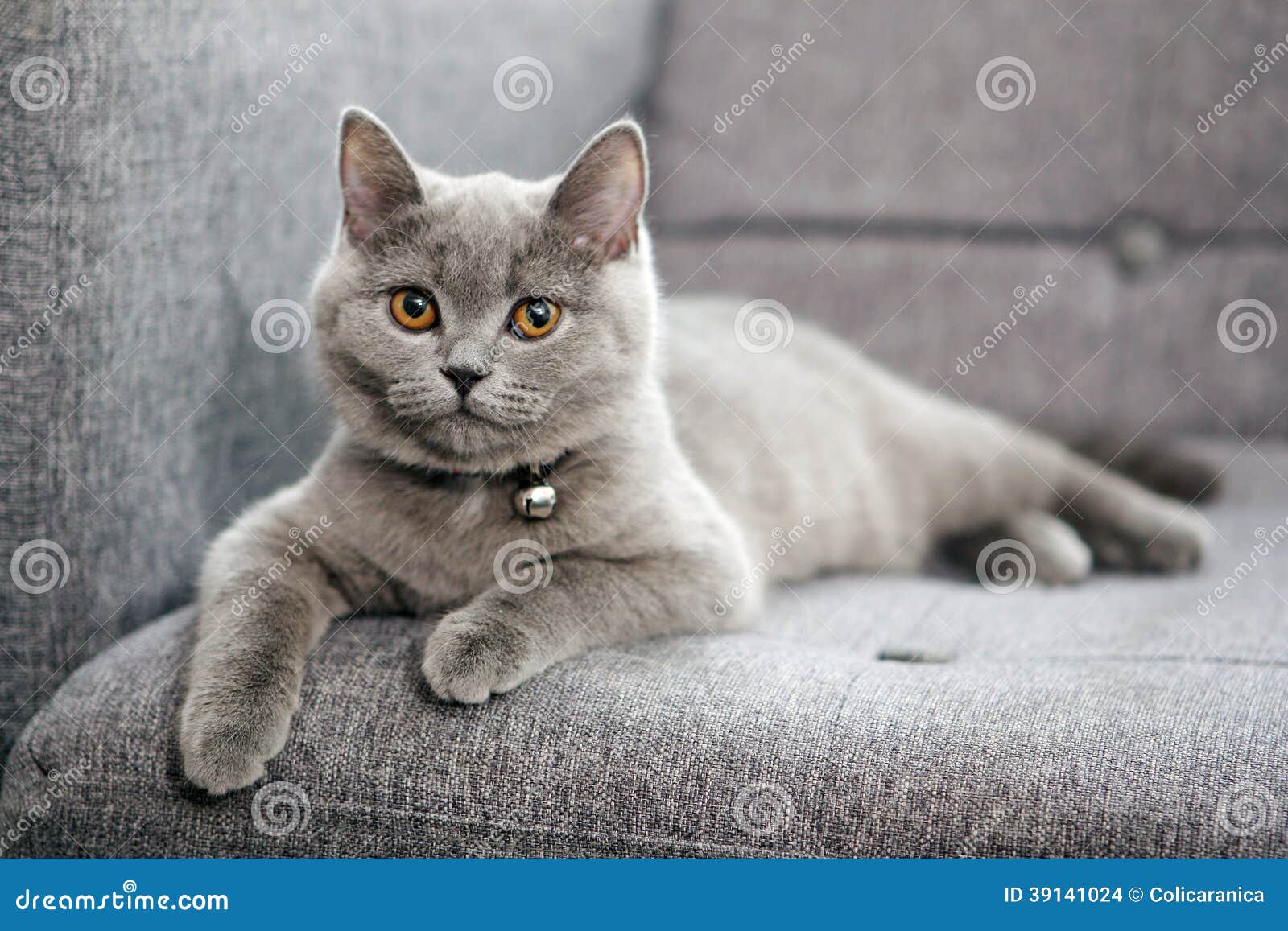 British Shorthair Cat Breed Information Characteristics Daily Paws