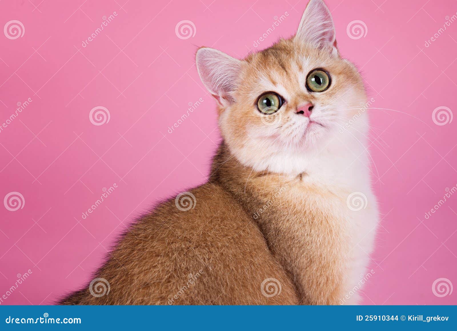 British shorthair cat stock photo. Image of background 25910344