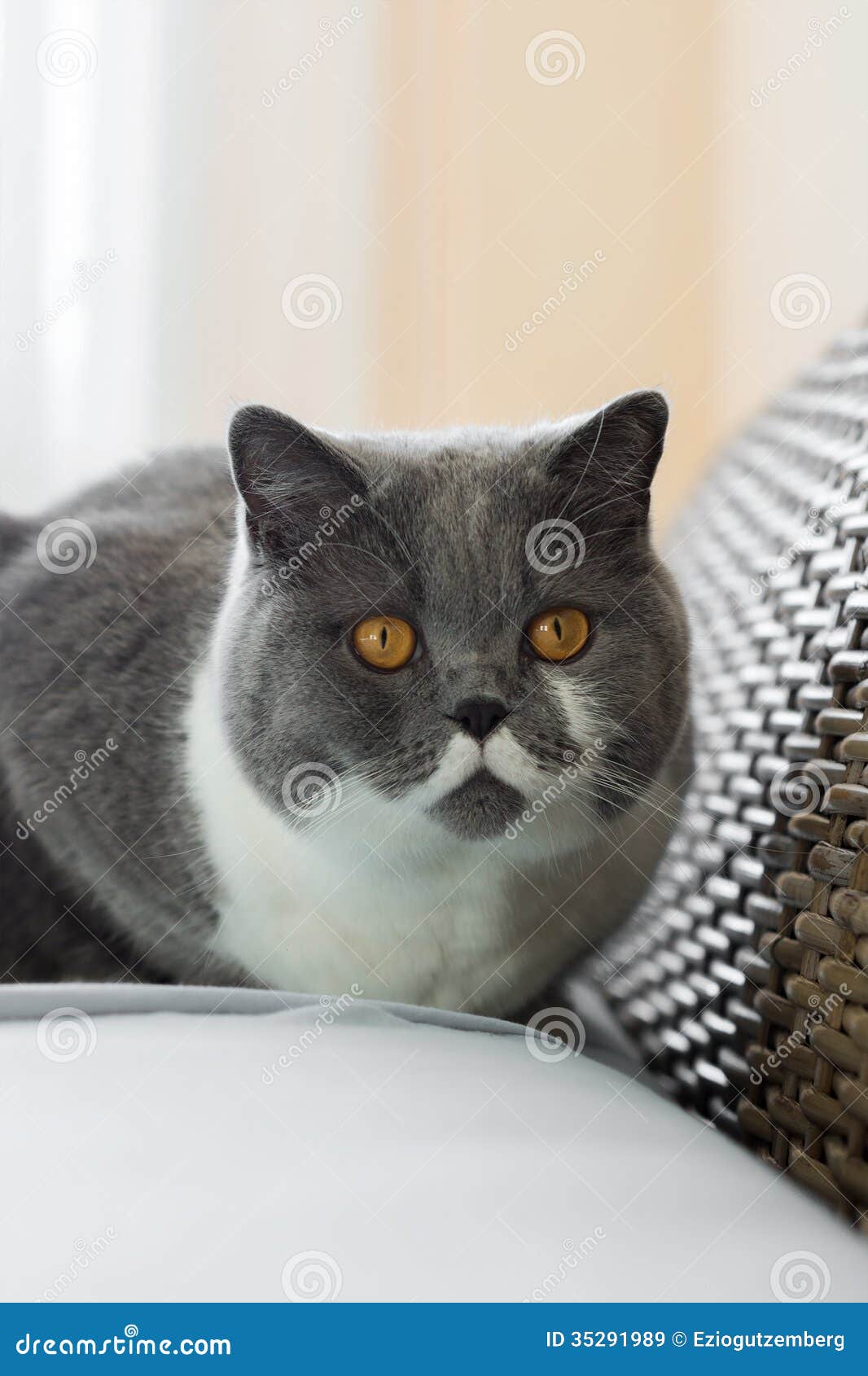 British Shorthair Cat in the Bedroom Stock Image Image of cute, eyes