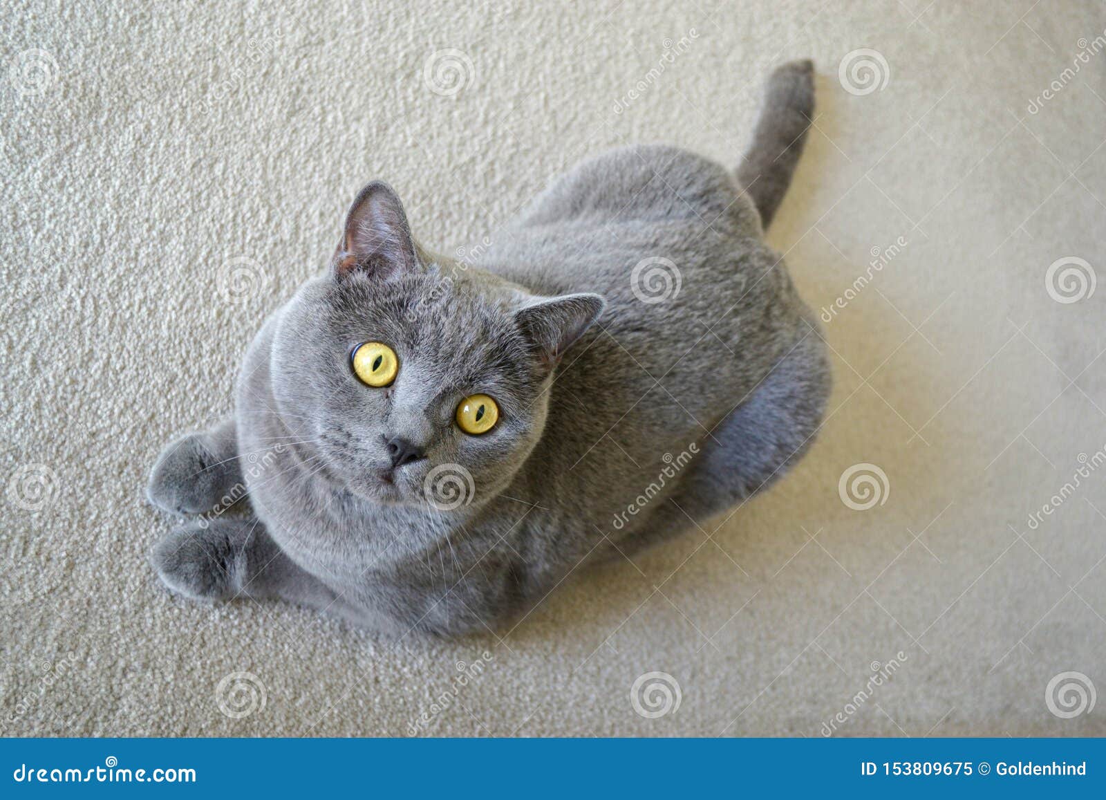 british shorthair fur