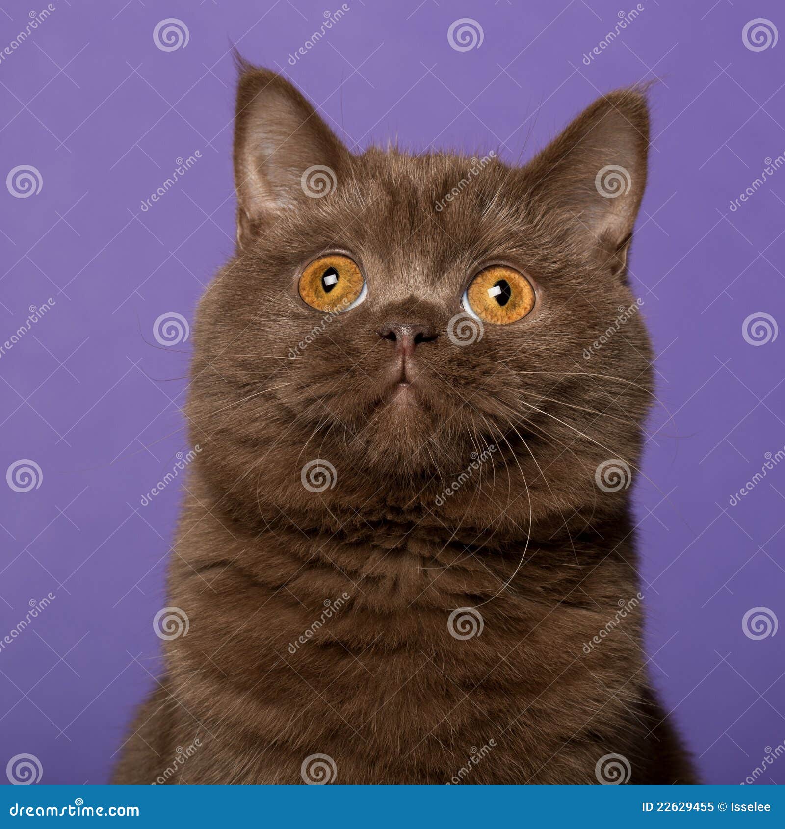 2,038 British Shorthair Cat Colored Background Stock Photos - Free \u0026  Royalty-Free Stock Photos from Dreamstime, image size:1600x1690