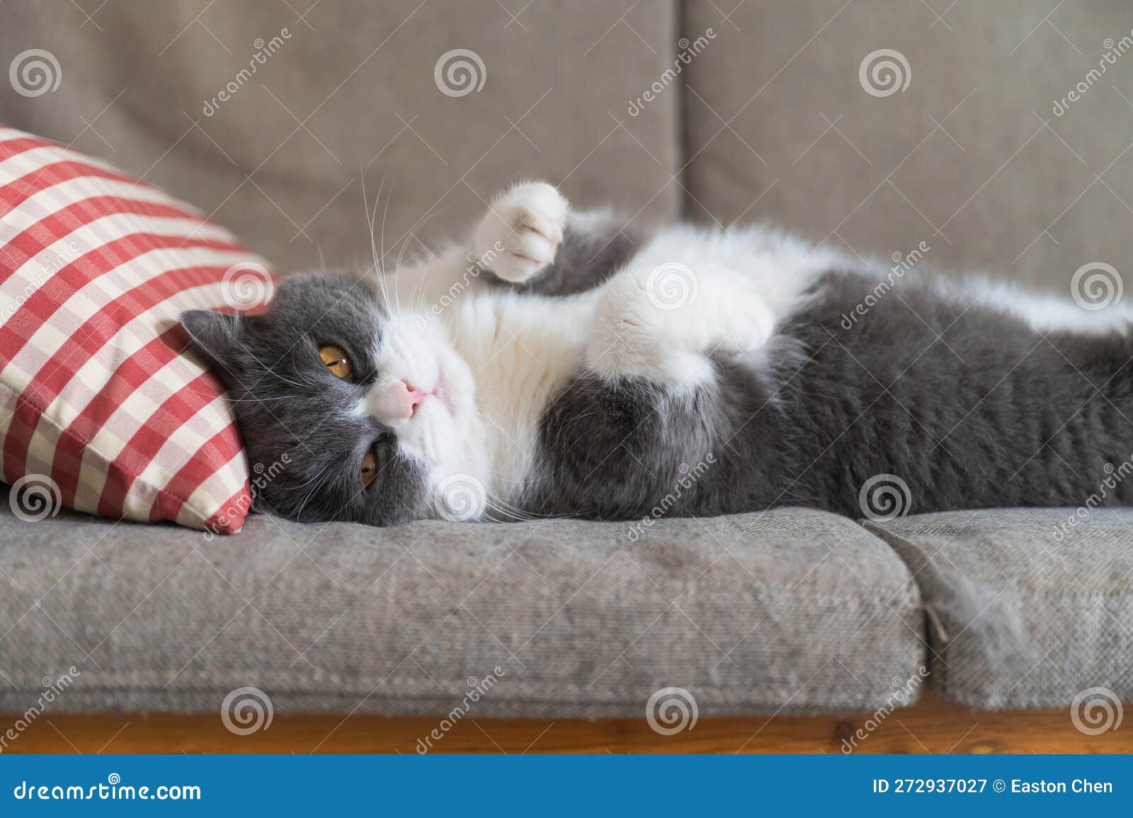 British Shorthair Cat Lying on the Sofa and Sleeping Stock Image