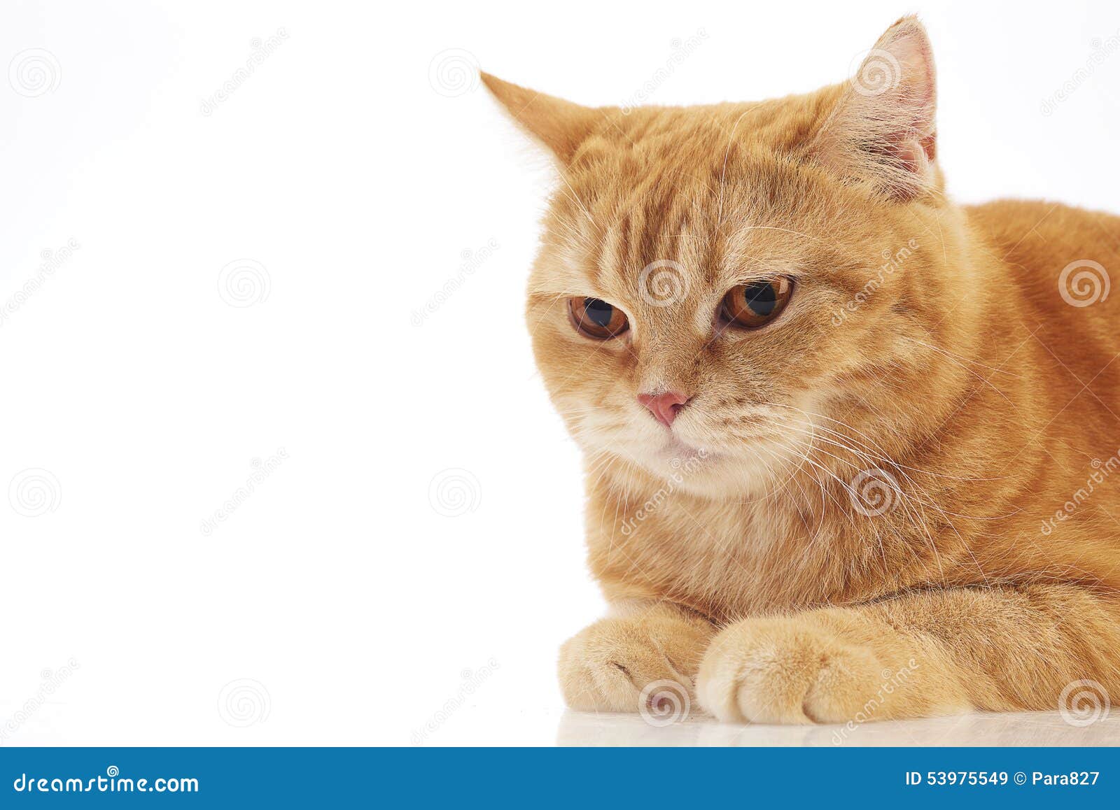 orange british shorthair