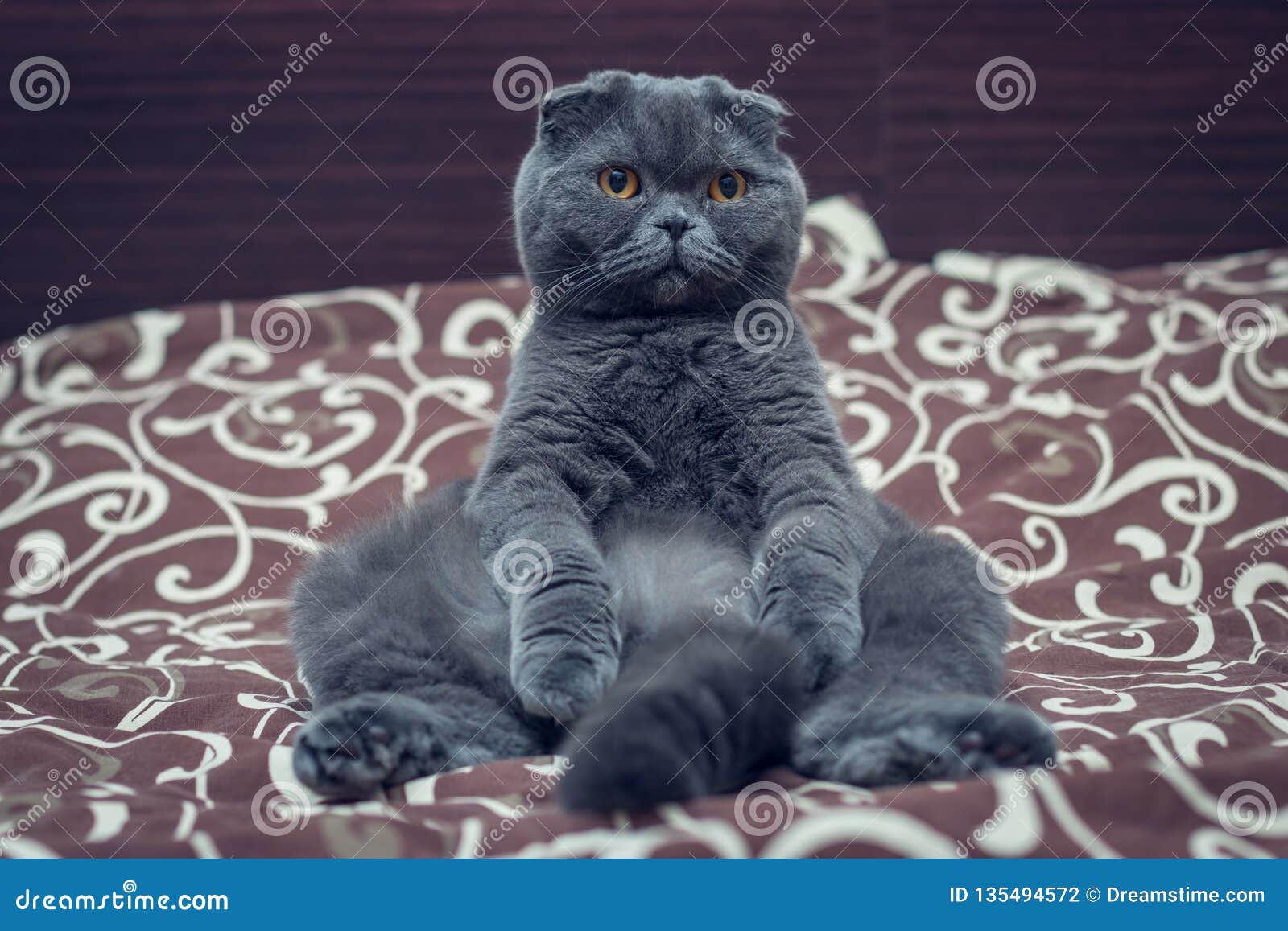 British Shorthair Cat is Sit on the Bed Stock Photo Image of mammal