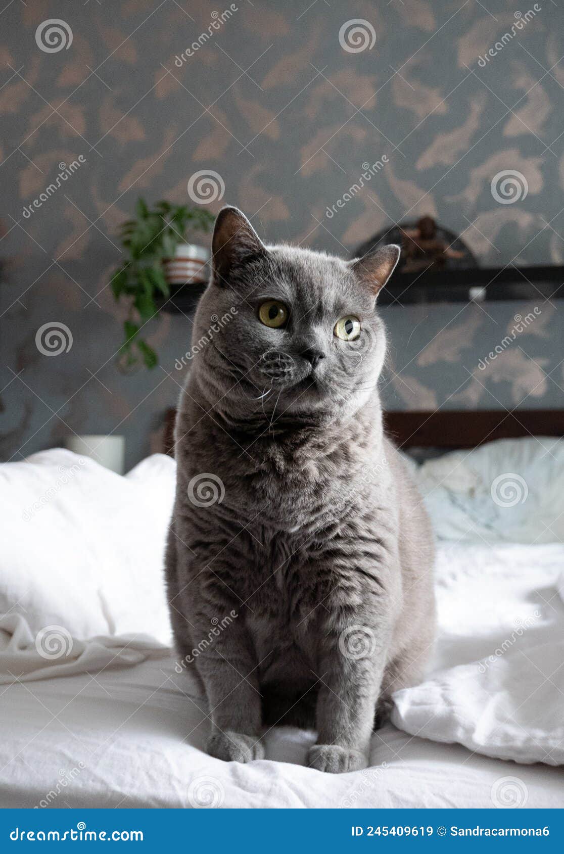 British Shorthair Cat Sitting on a Bed Stock Image Image of soft