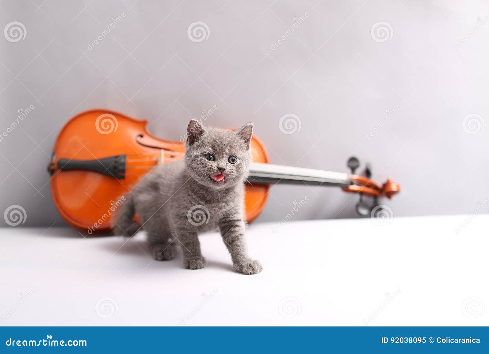 British Shorthair Cat and a Violin Stock Image Image of gray, felines
