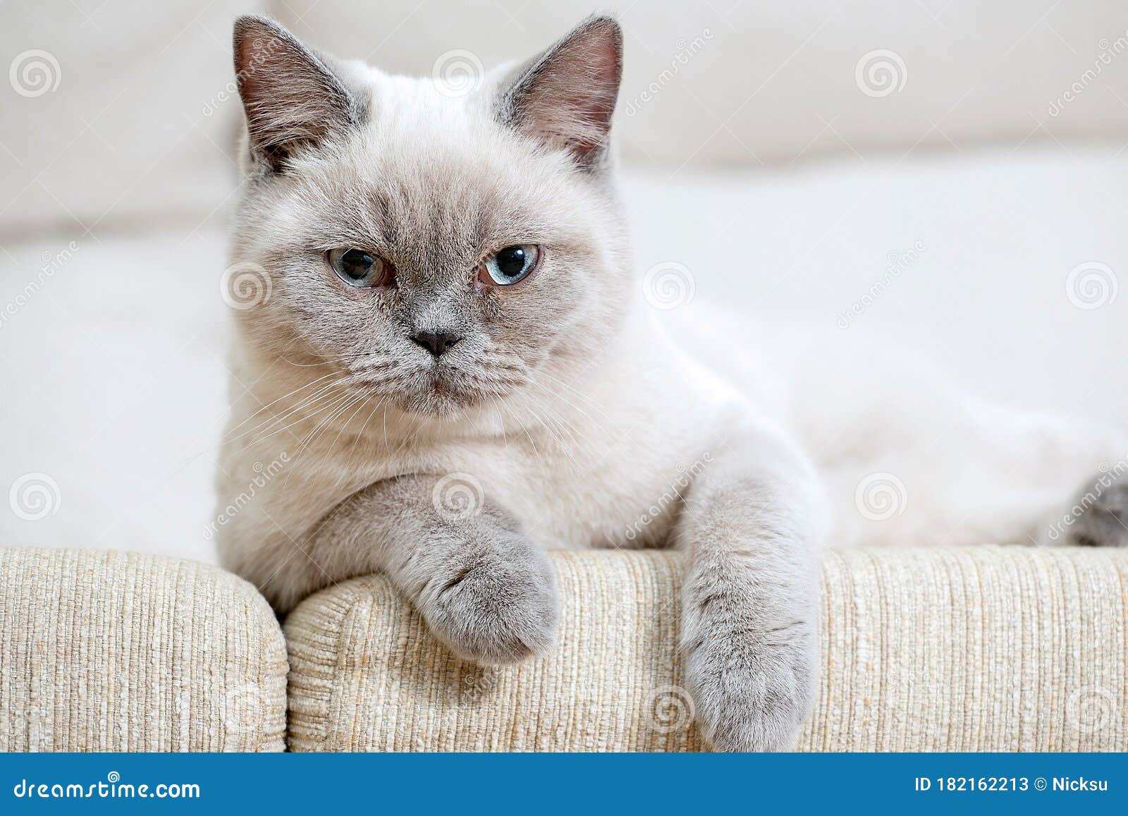 British Shorthair Colorpoint Cat Ludwig Stock Image Image Of Colorpoint Looking 182162213