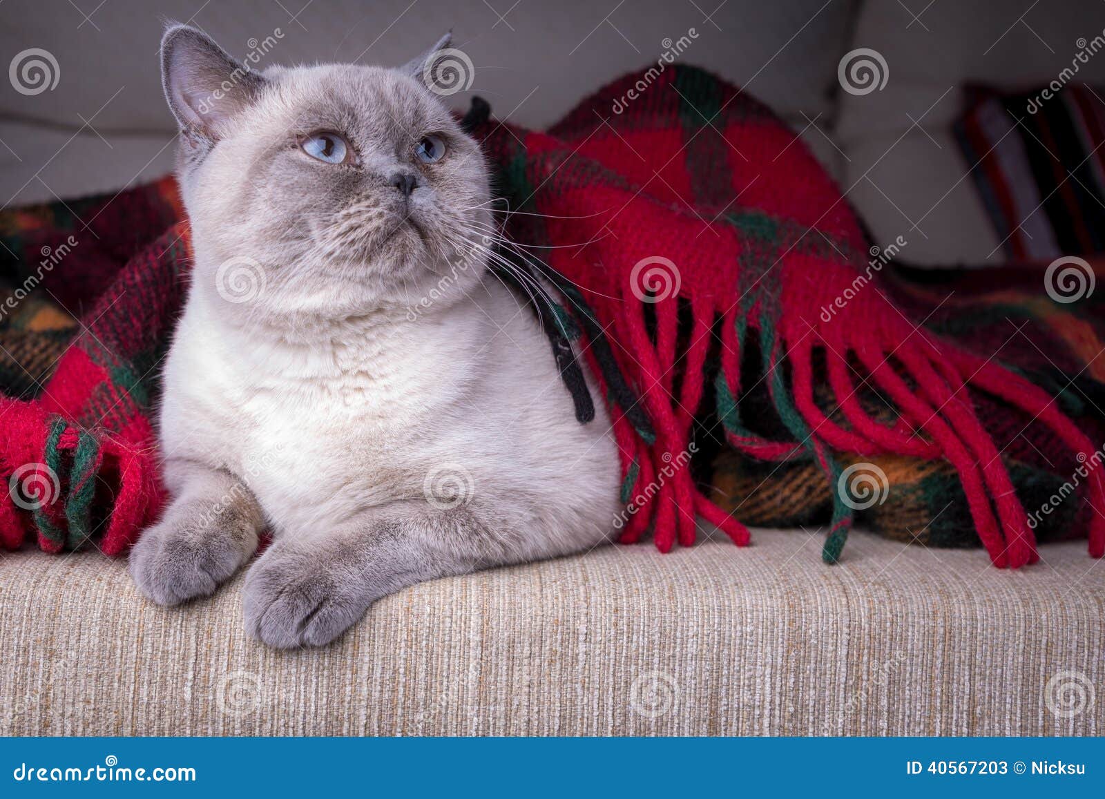 British Shorthair Colorpoint Cat Stock Photo 40567203 Megapixl