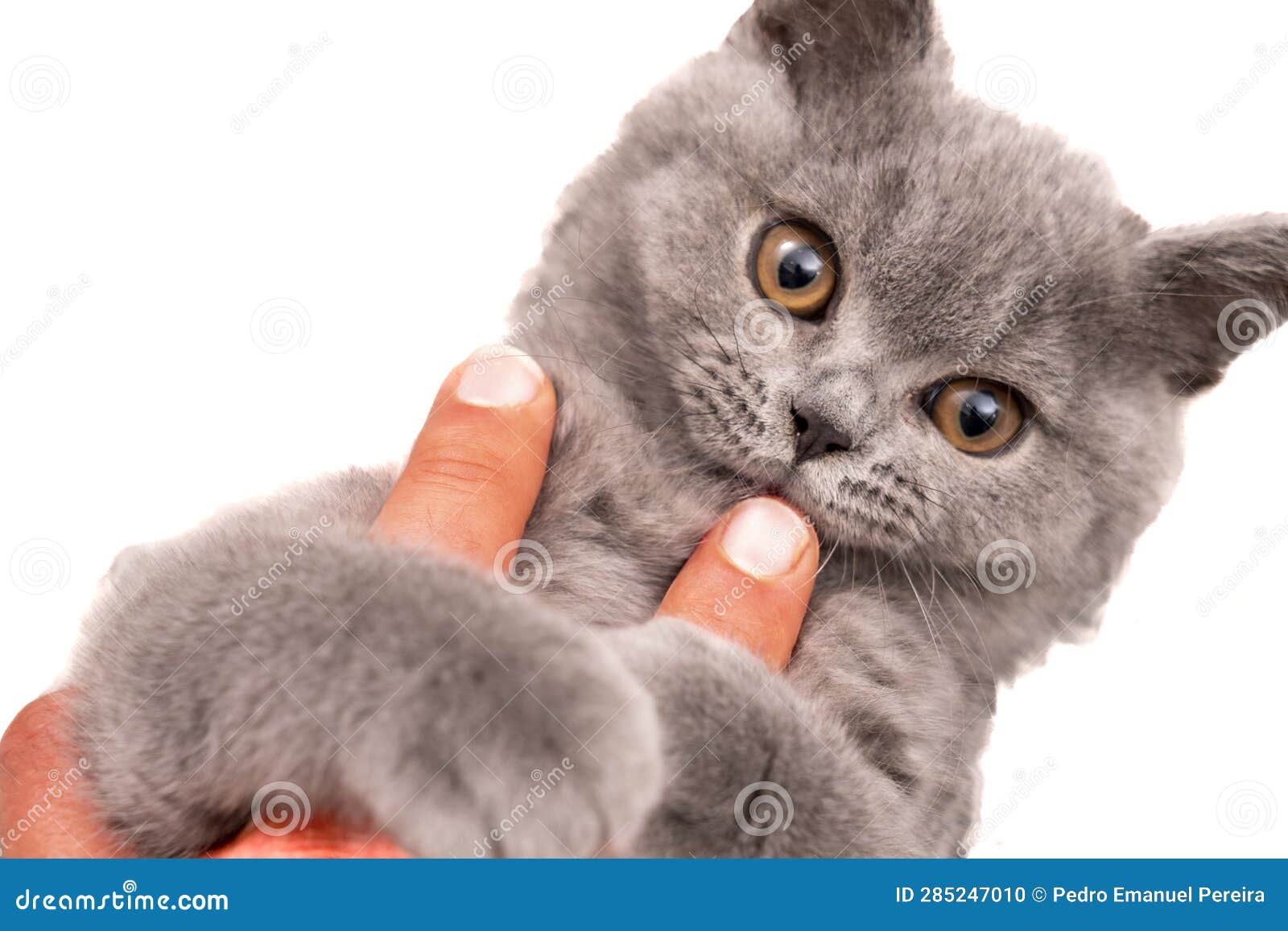 British Shorthair Gray Cat Holding Human Hand in Affection Under White