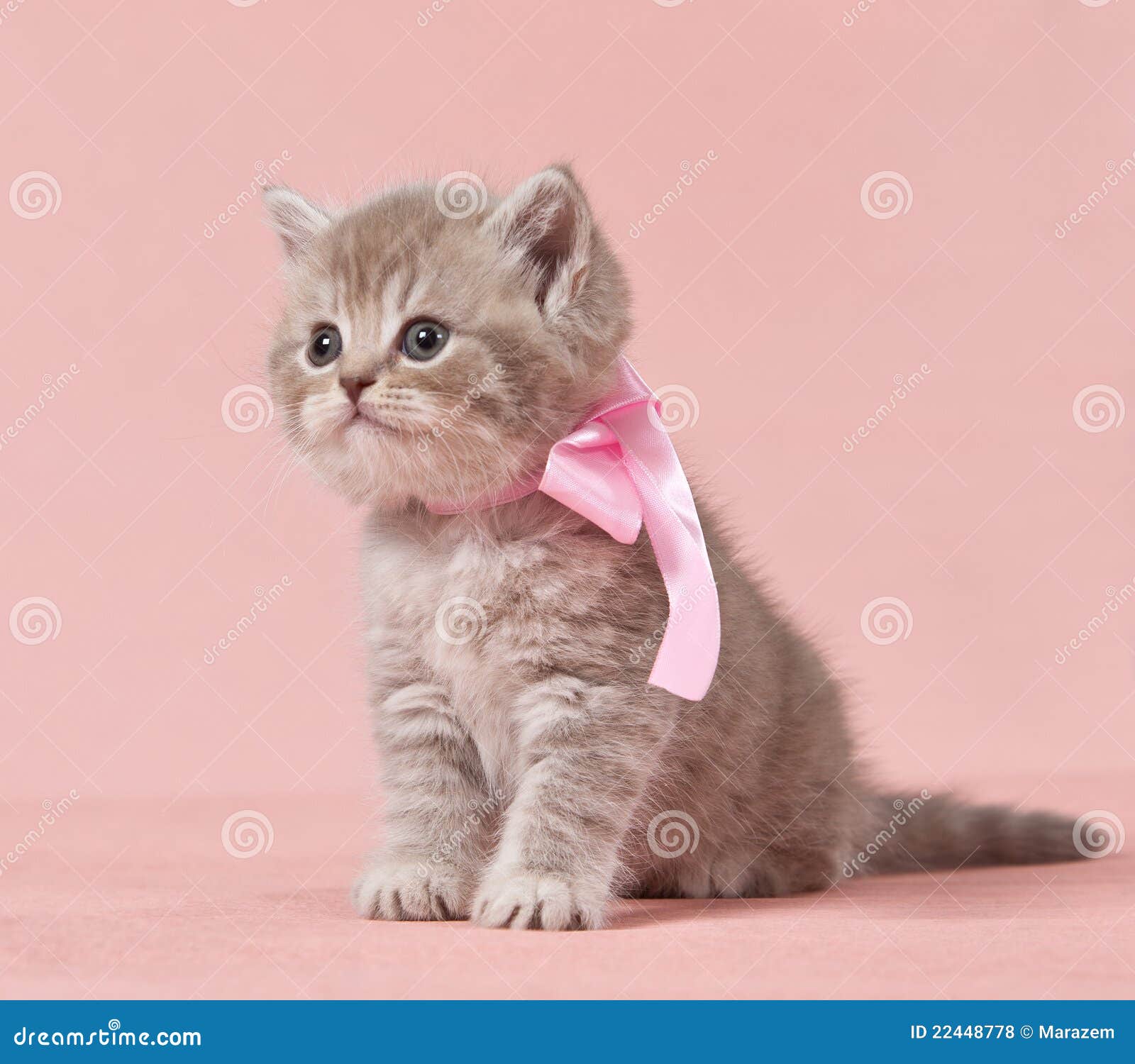British shorthair kitten stock photo. Image of beige 22448778