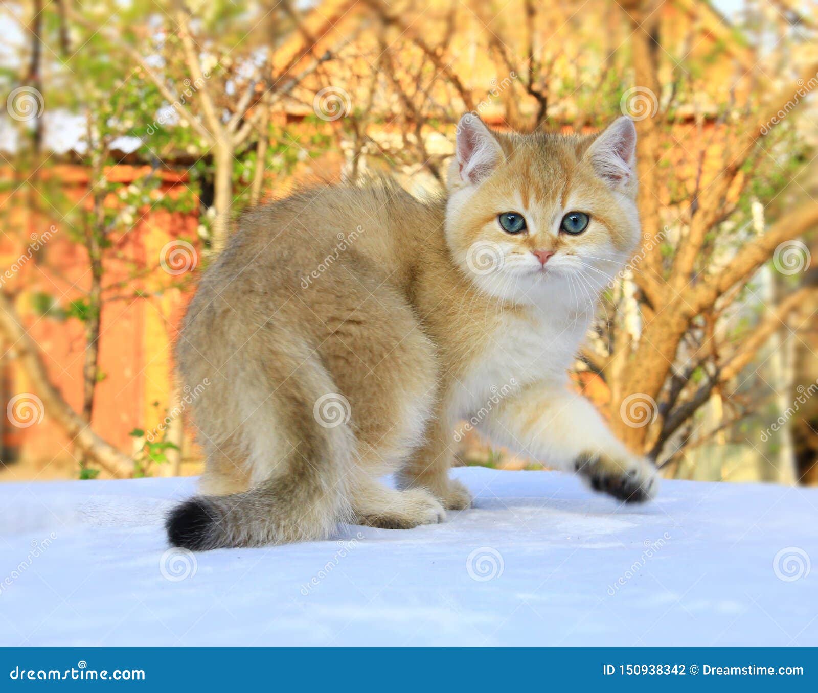 British Shorthair Kitten Golden Color Stock Photo Image Of Blueeyes Kitten 150938342
