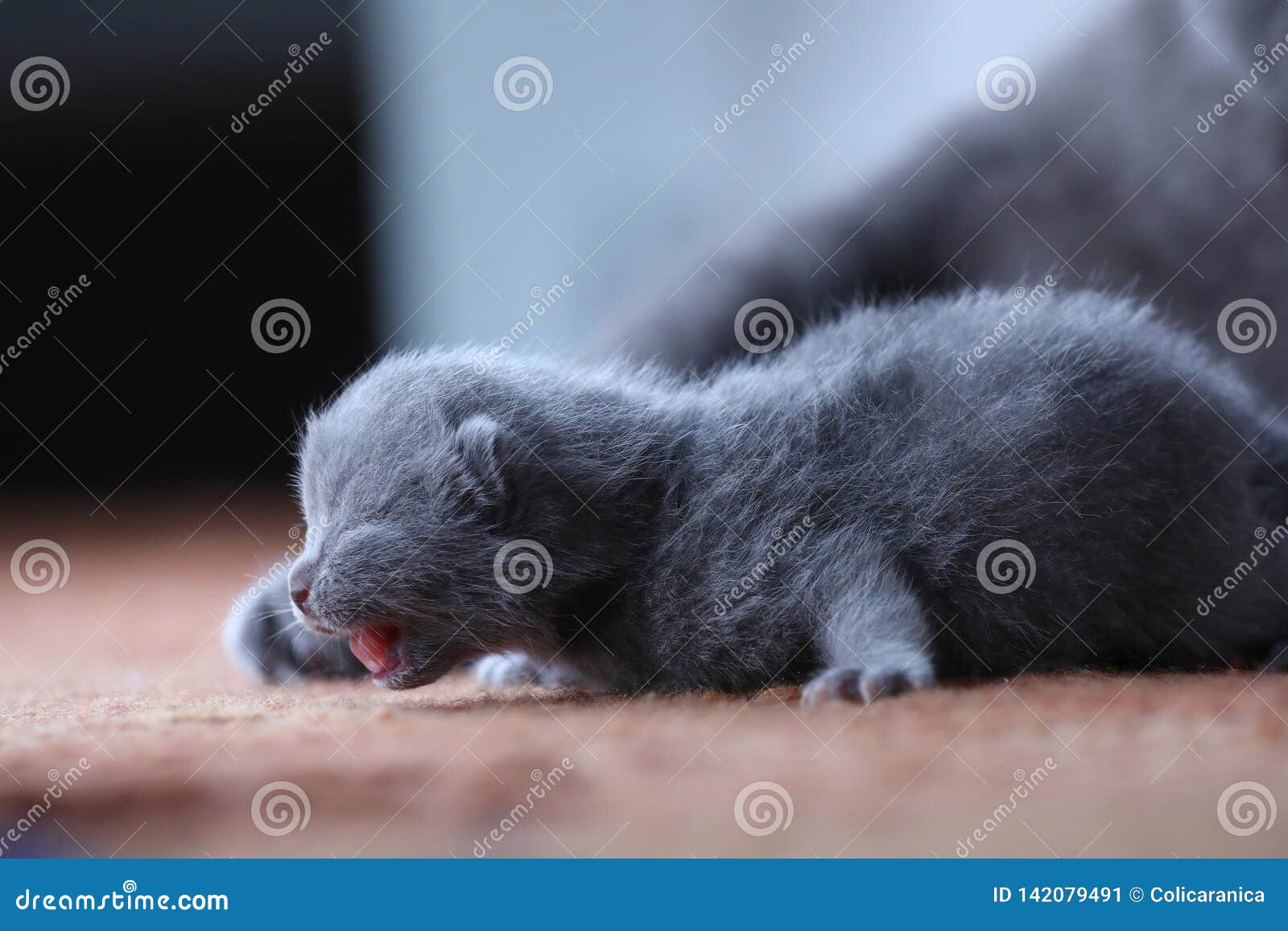 British Shorthair Kitten Meowing Stock Image Image of babies, baskets 142079491