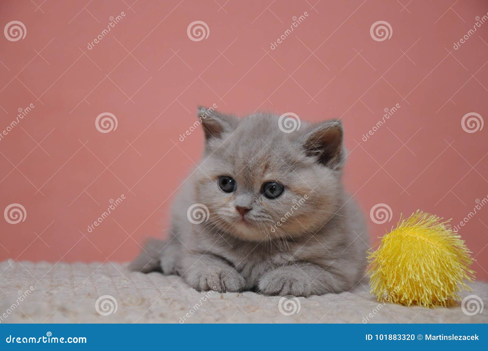 orange british shorthair