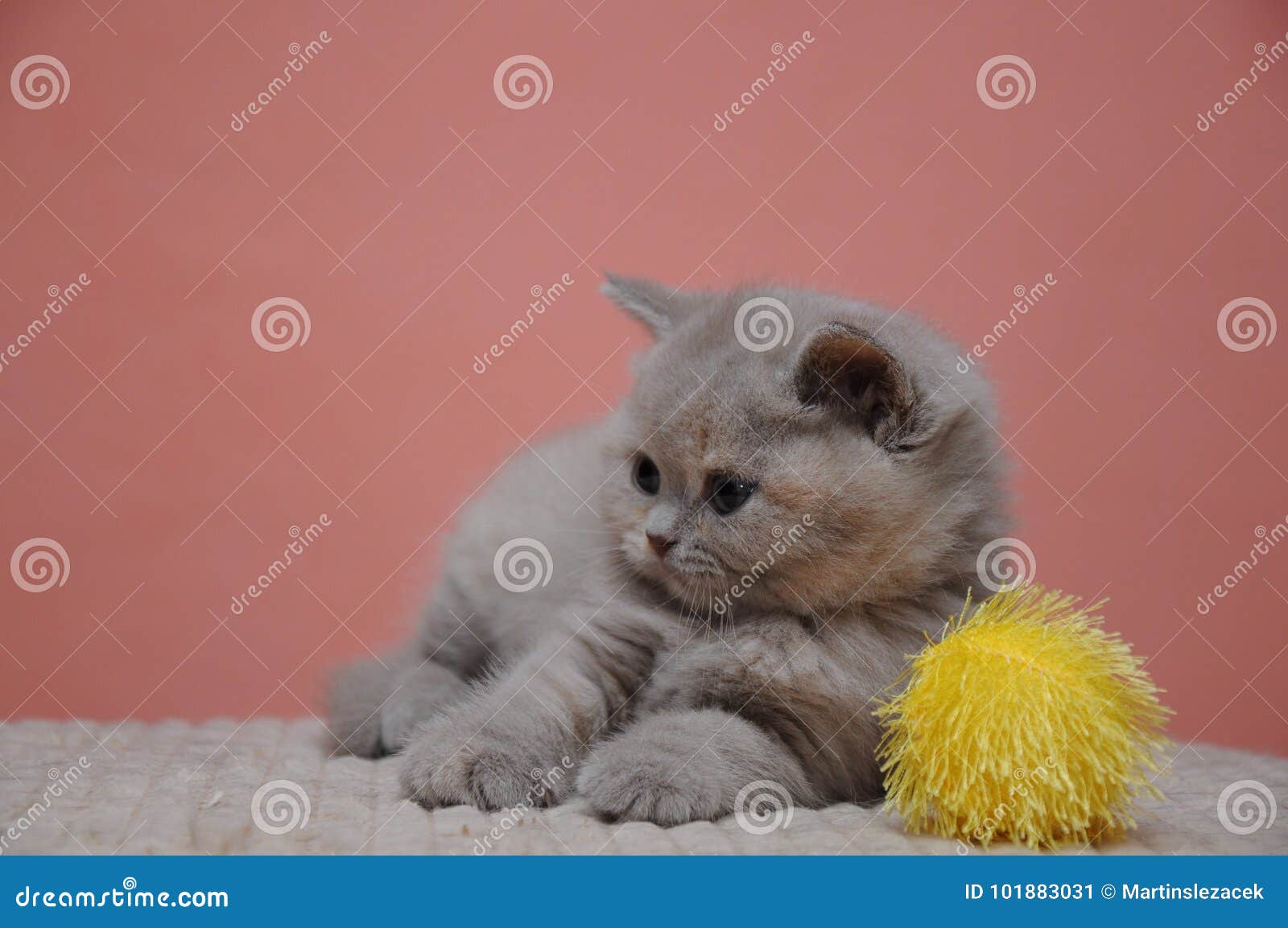 British Shorthair Kitten With Orange Background, Adorable ...