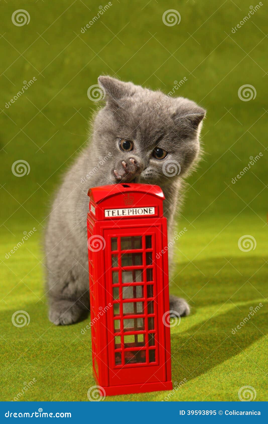 British Shorthair Kitten and a Phone Booth Stock Image Image of cute