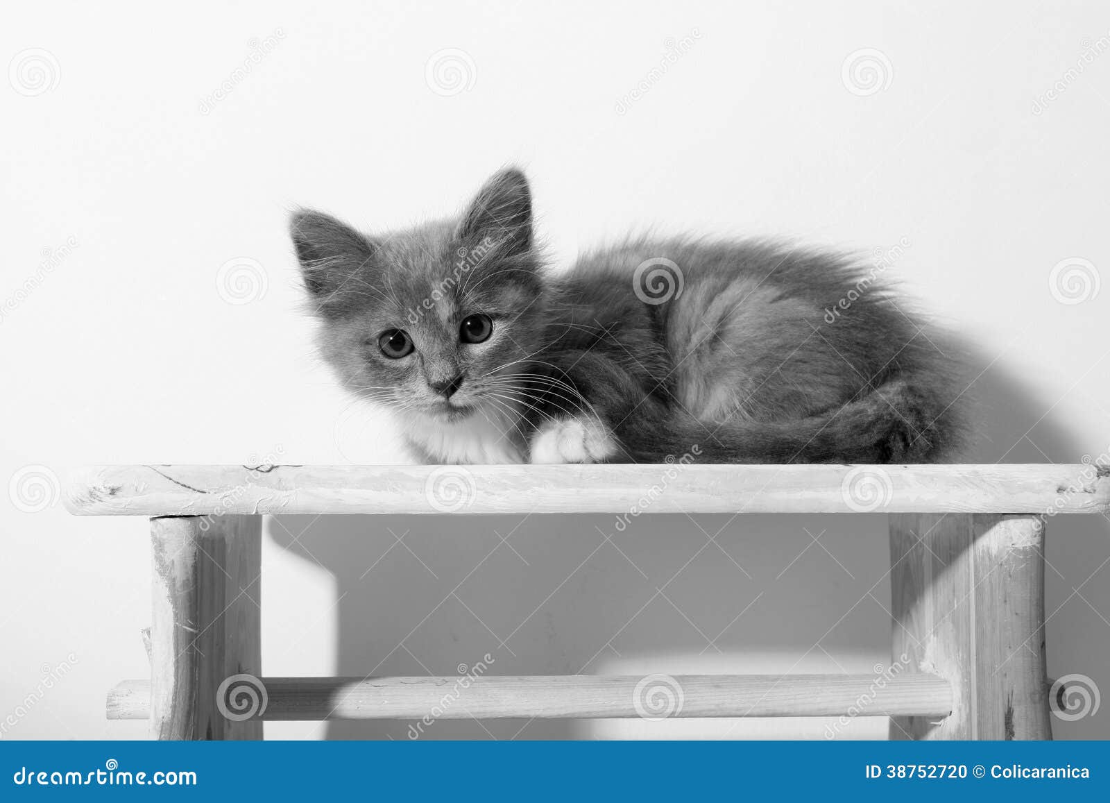 Kitten on a stool stock photo. Image of kitten, furry 38752720