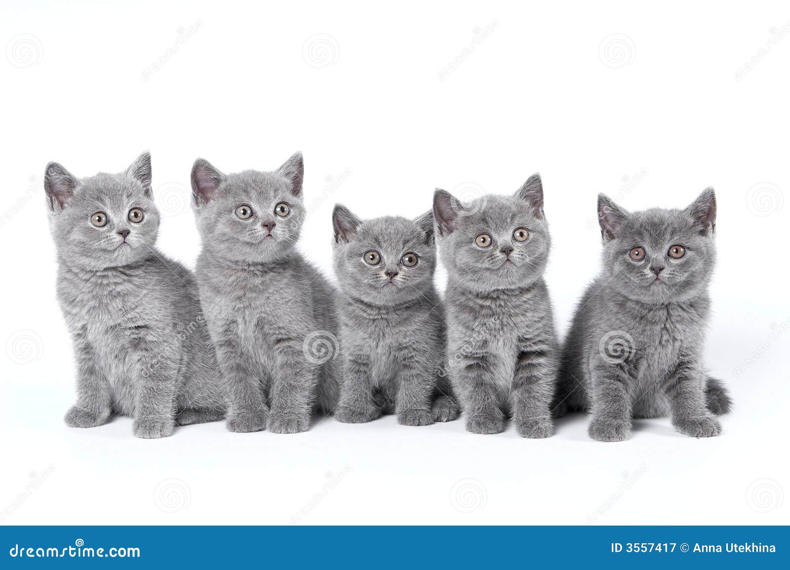 british shorthair kittens