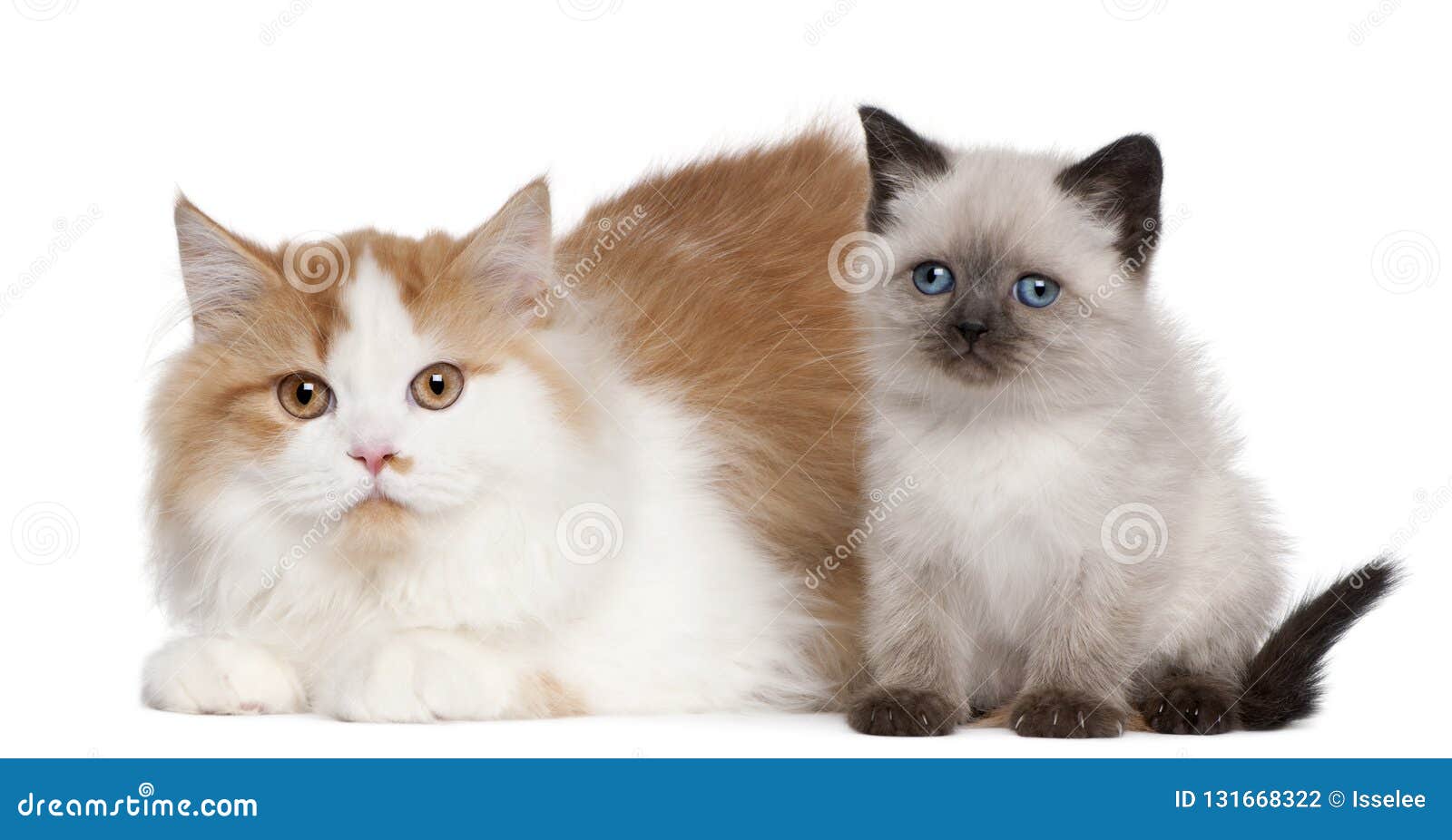 5 month old british shorthair