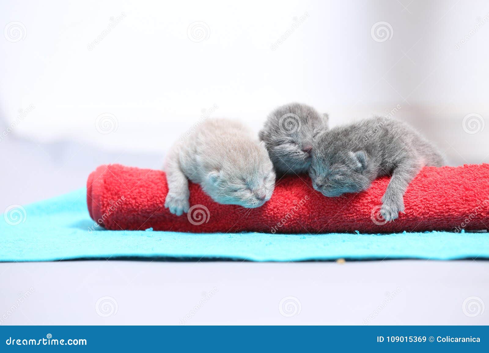 cute little kittens on a towel