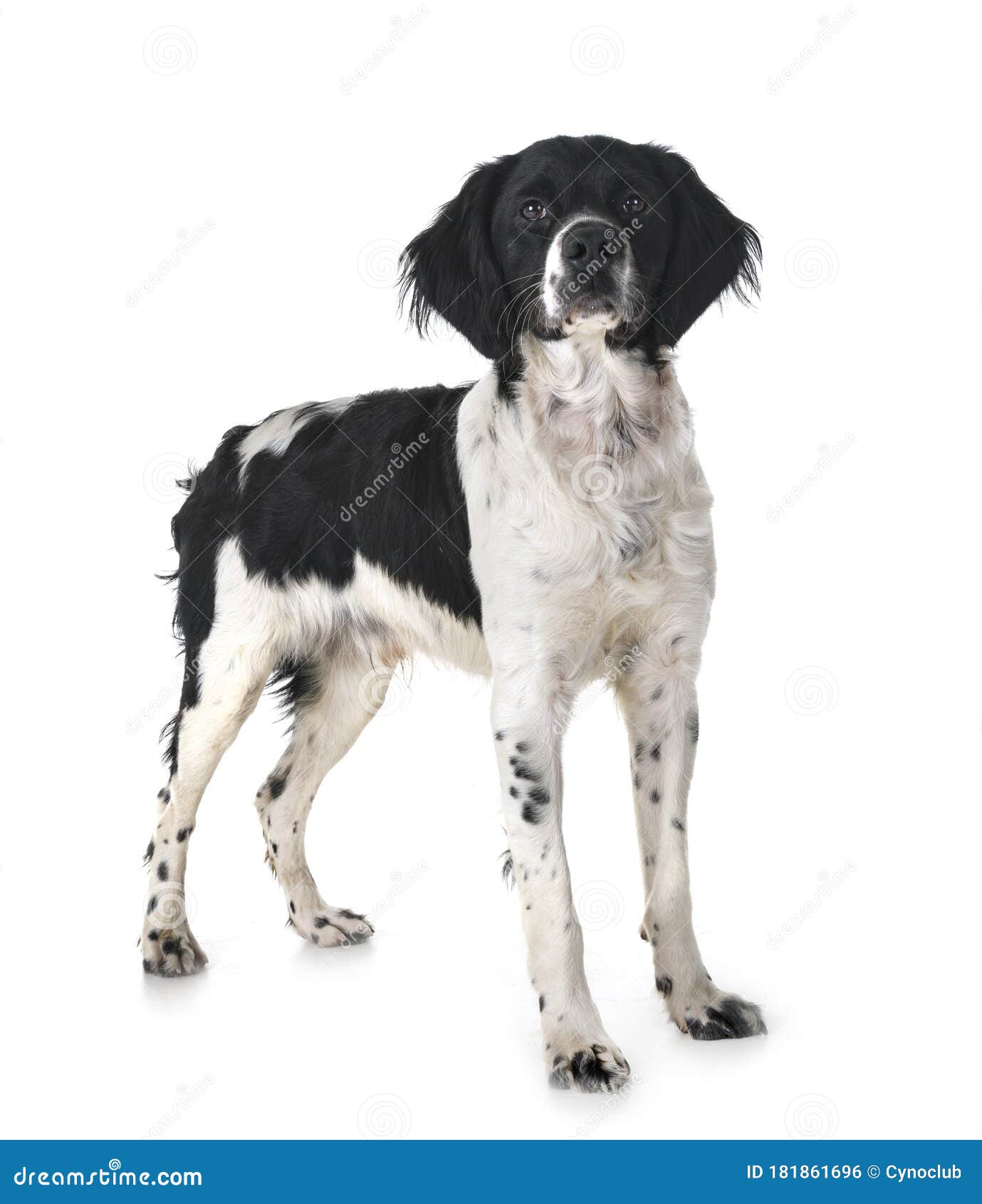 Brittany dog in studio stock photo. Image of hunting - 181861696