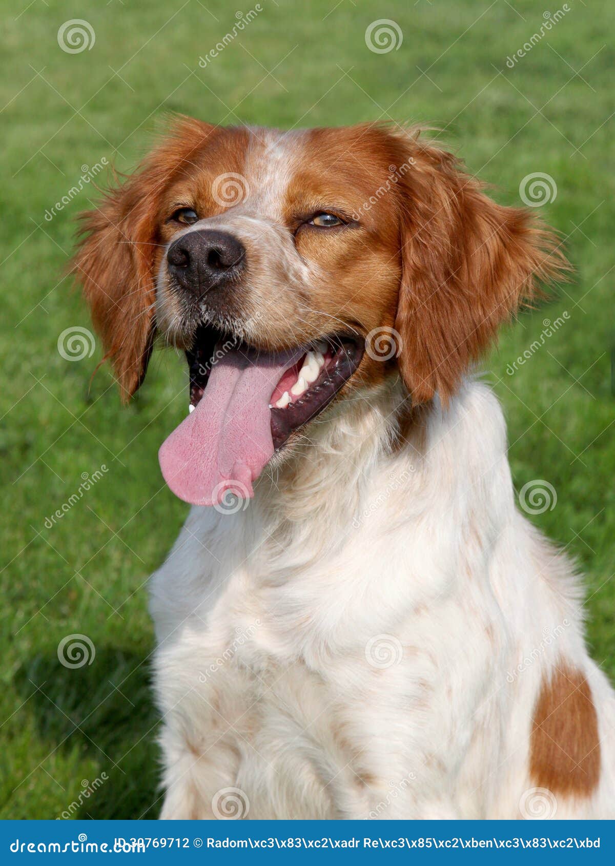 Le Beagle - Histoire, comportement, santé et éducation – Franklin, image size:1200x1690