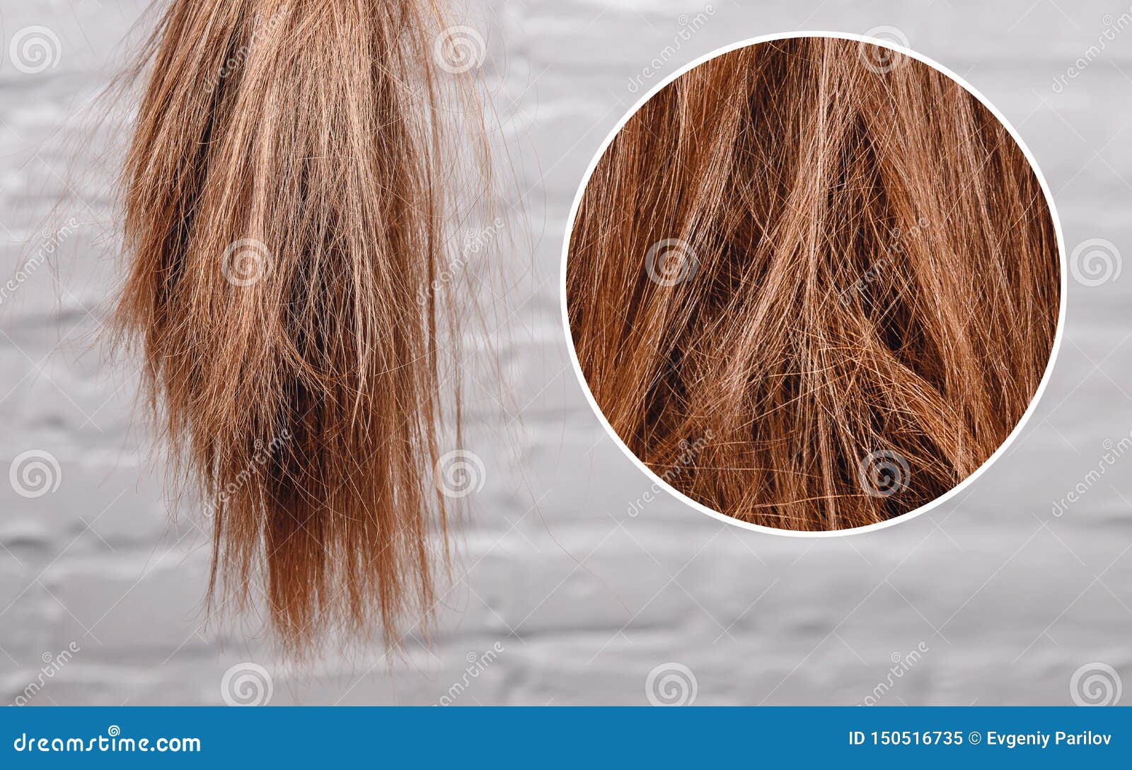 Brittle Dull Hair, Damaged Root Structure Female Gray Background Stock  Image - Image of mask, destruction: 150516735