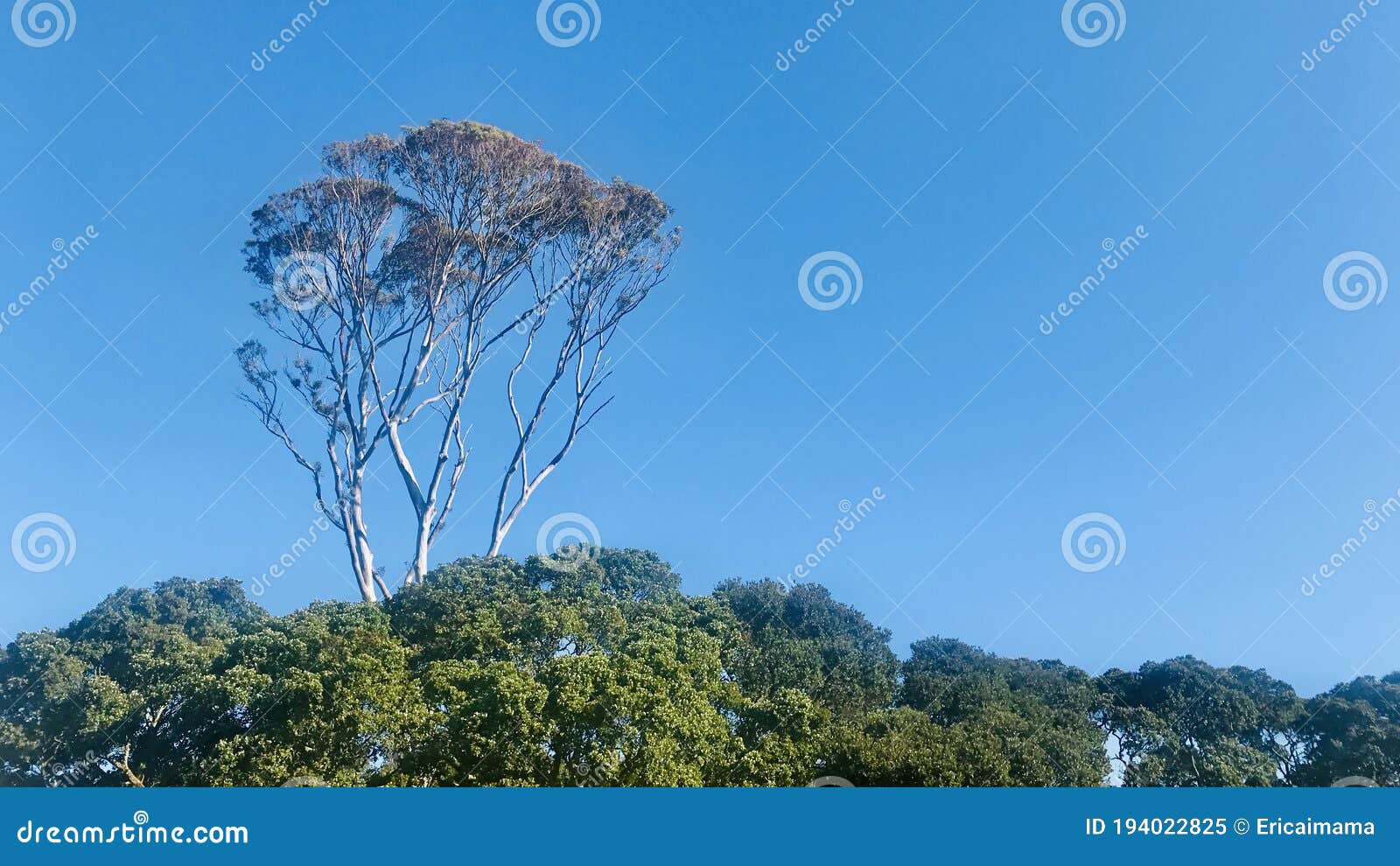 brittle gum eucalyptus mannifera taller than other trees under blue sky.