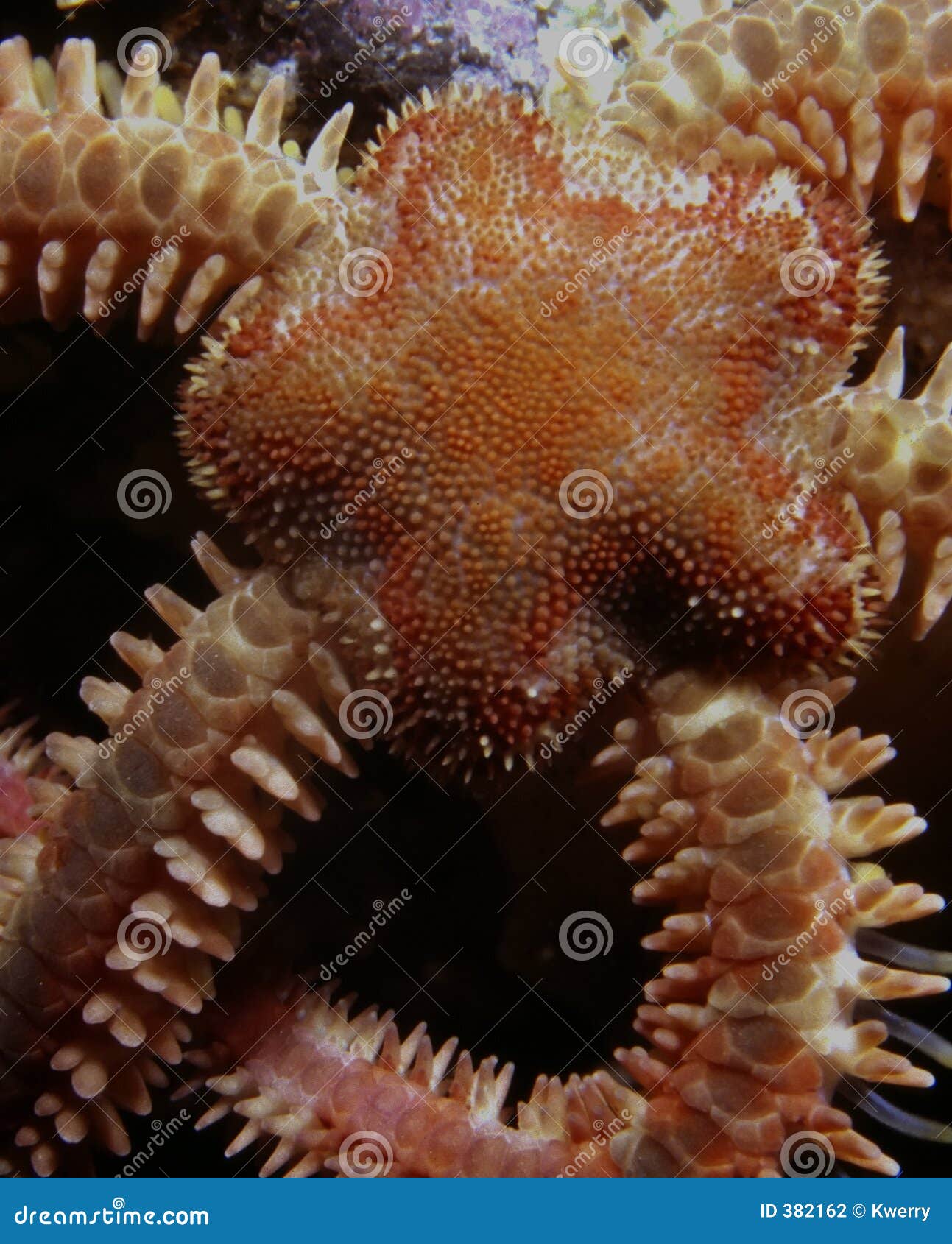 brittle seastar