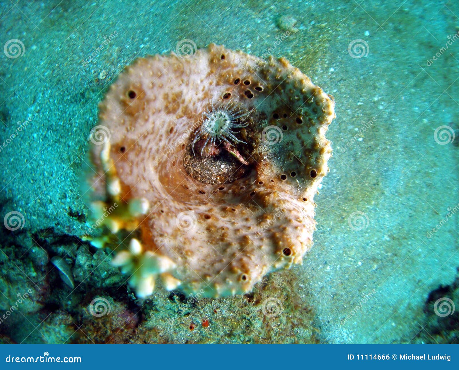 Brittle Star stock photo. Image of florida, coral, ocean 11114666