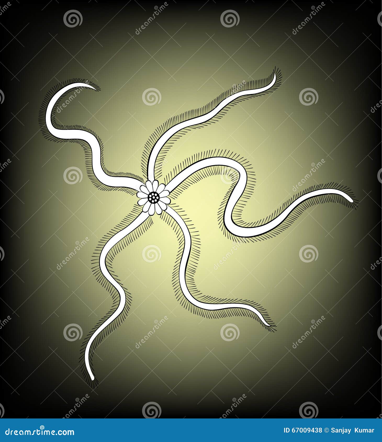 Brittle star stock vector. Illustration of pets, meat 67009438