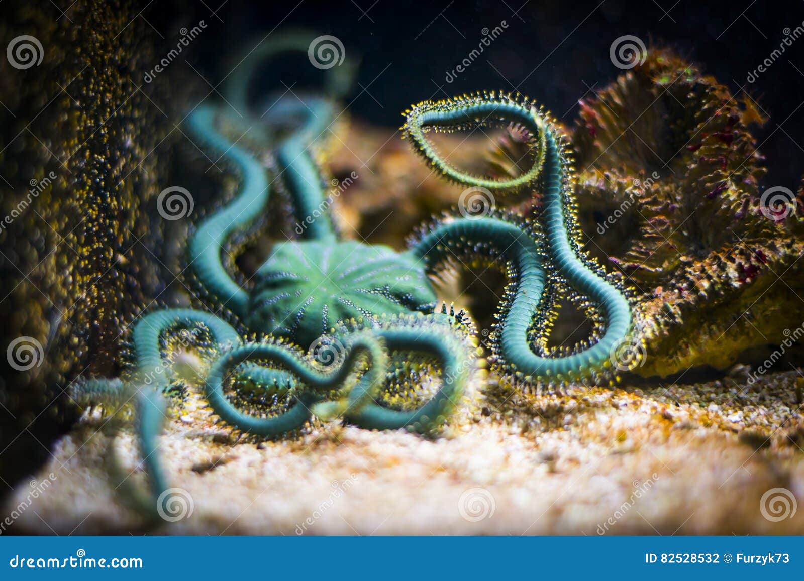 Brittle star in aquarium stock photo. Image of underwater 82528532