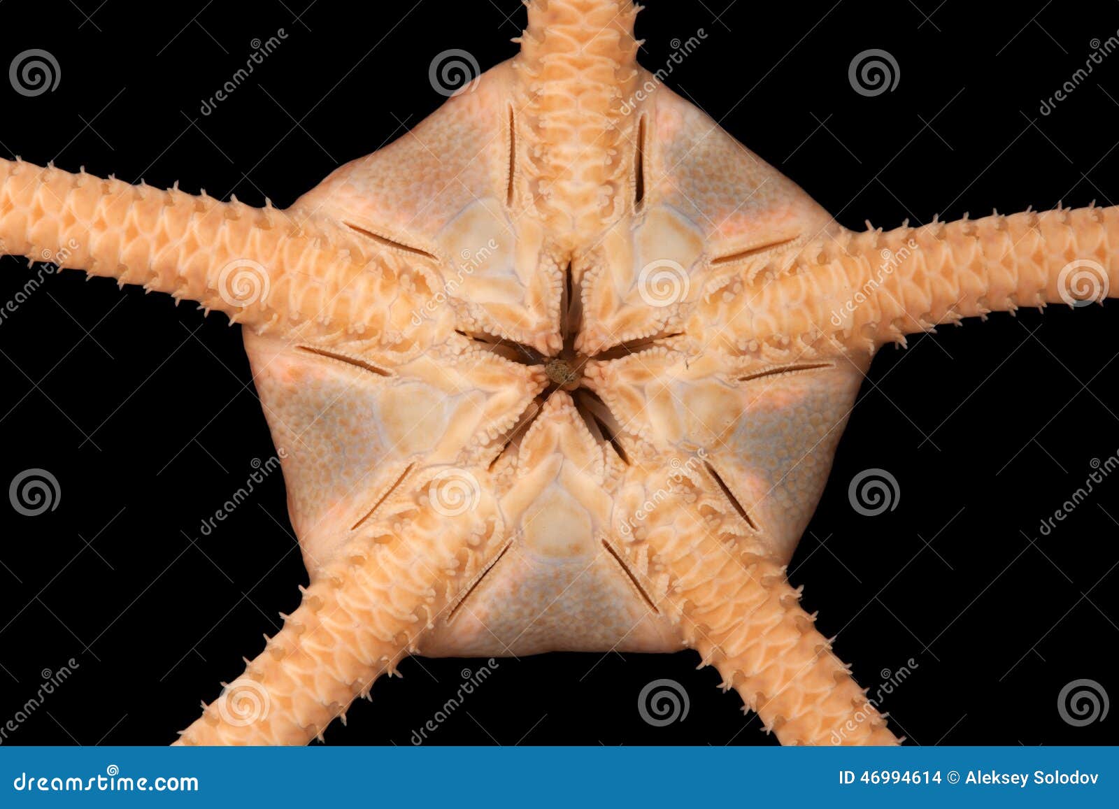 Brittle star stock photo. Image of isolated, bottom, wildlife 46994614