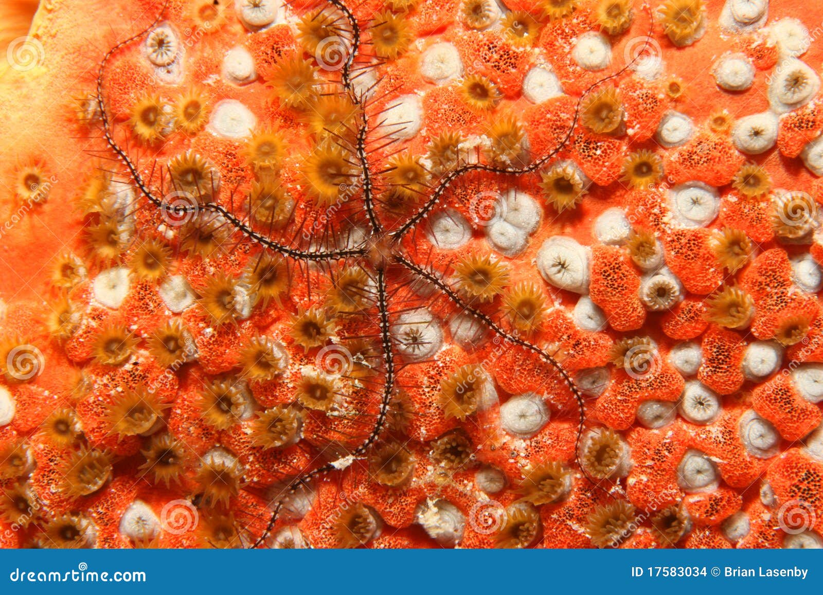 Brittle Star on Coral Bonaire Stock Photo Image of brittle, night