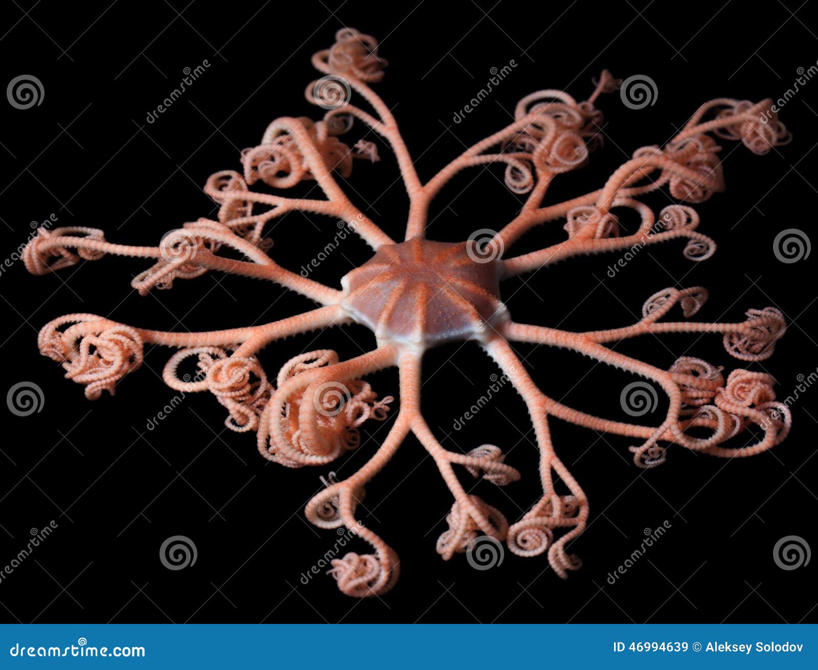Brittle Star Stock Image Image of brittle, biology