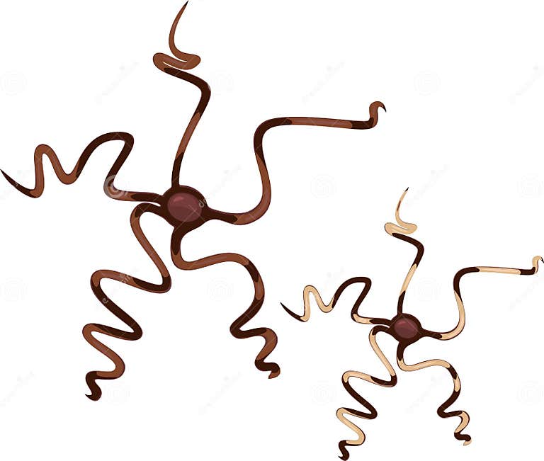 Brittle stars stock vector. Illustration of ophiuroid 69526601
