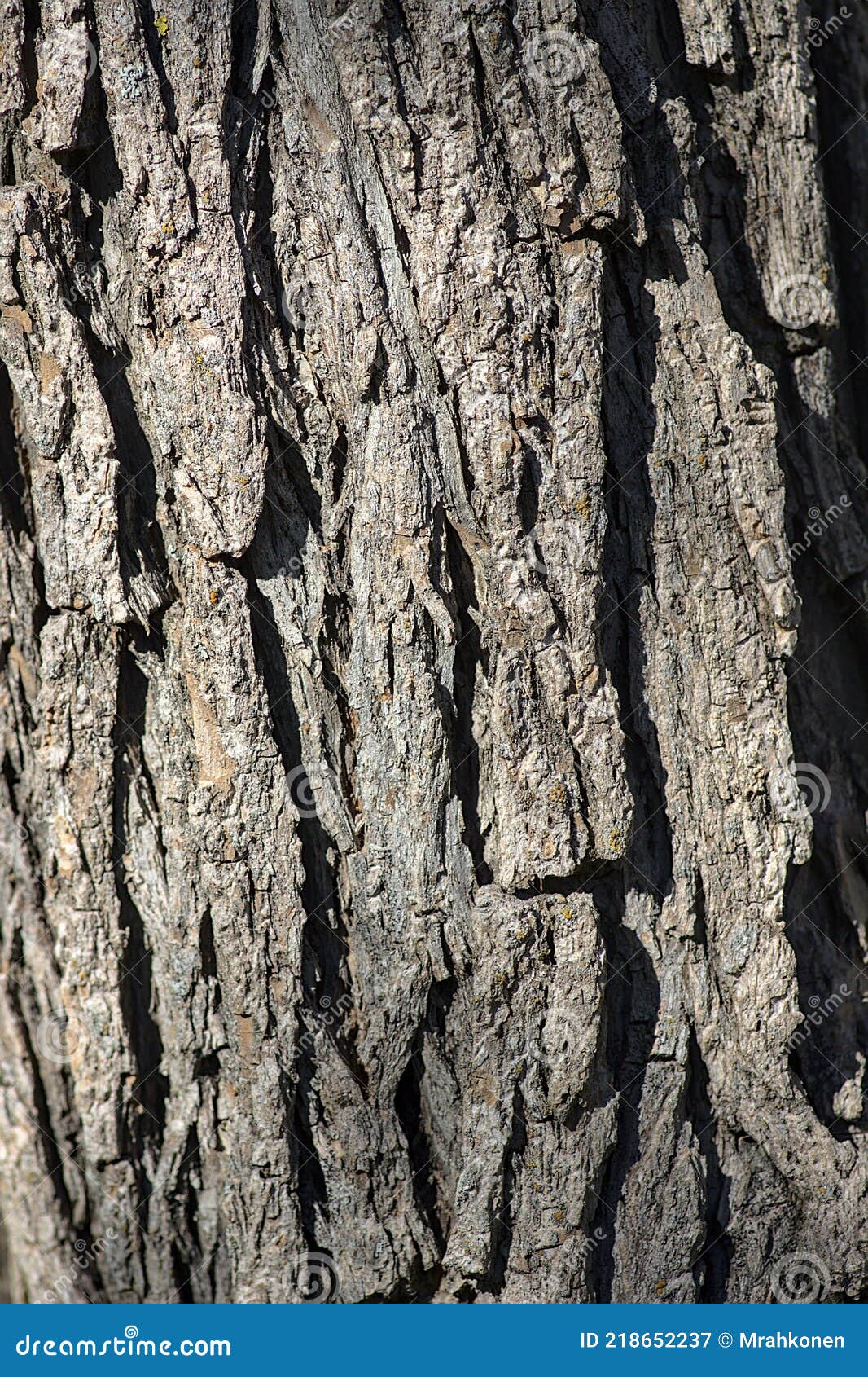 Closeup of Brittle Willow Bark Stock Image Image of botanical