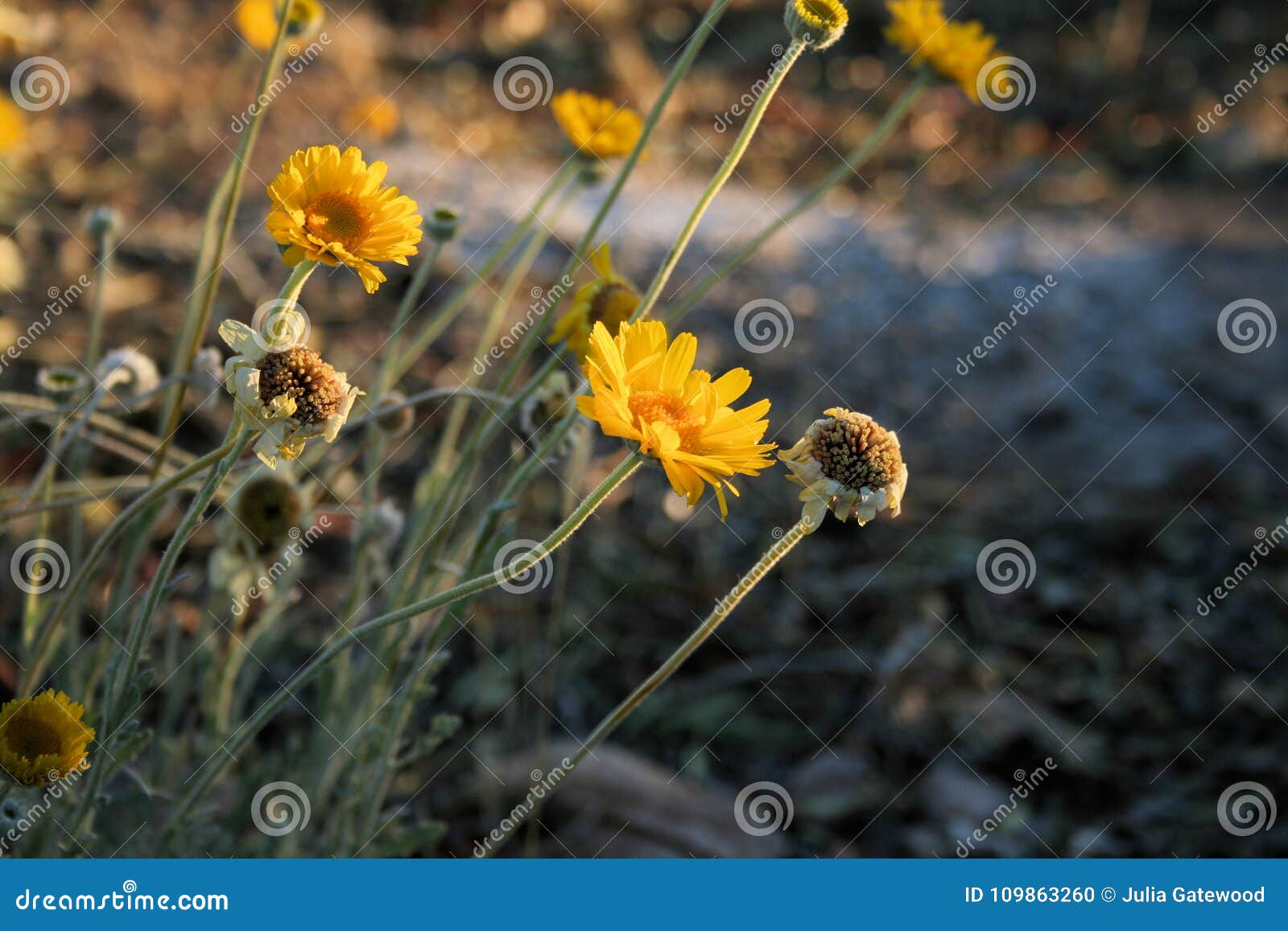 brittlebush desert flowers