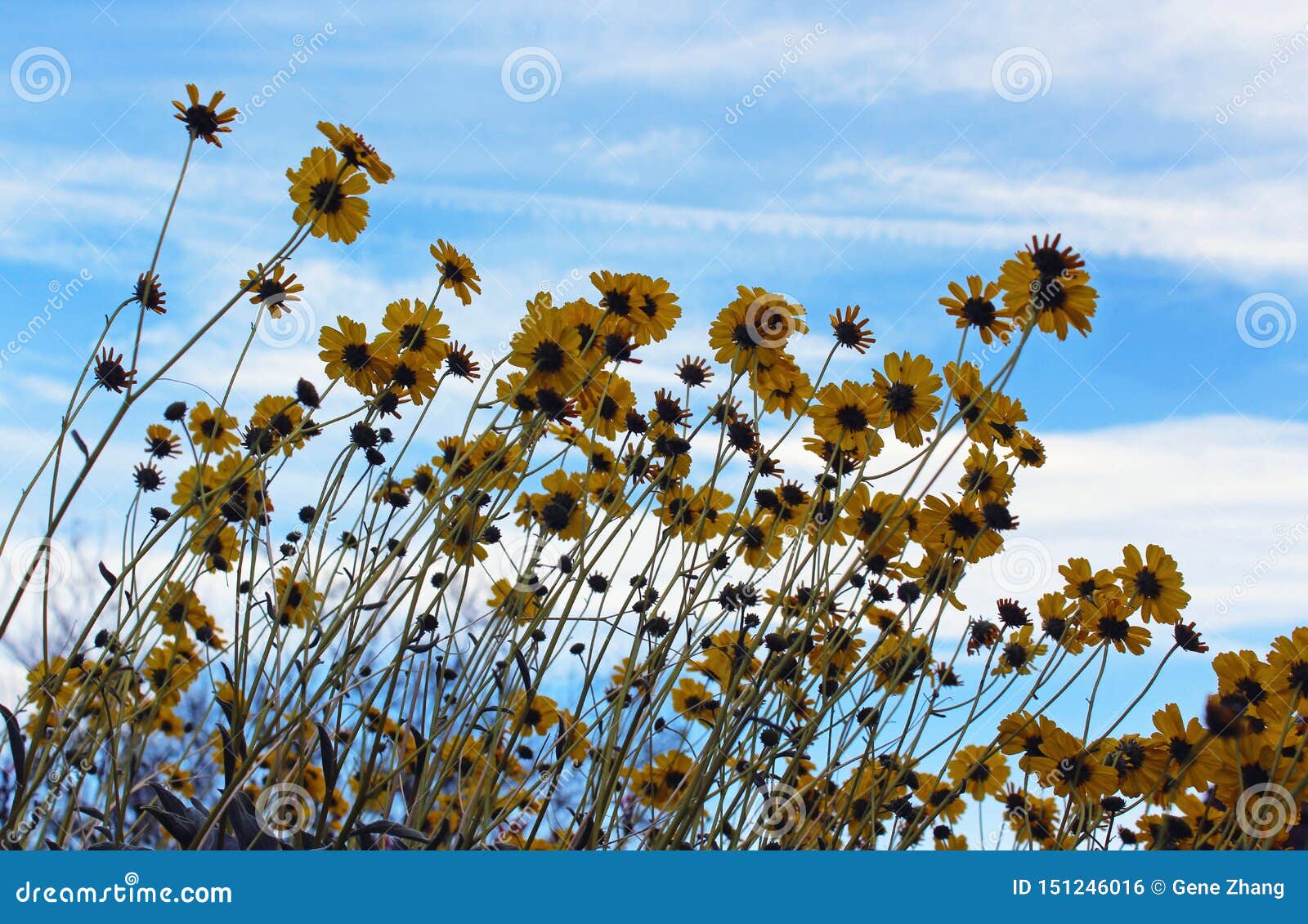 brittlebush uner blue sky,  anza borrego desert state park