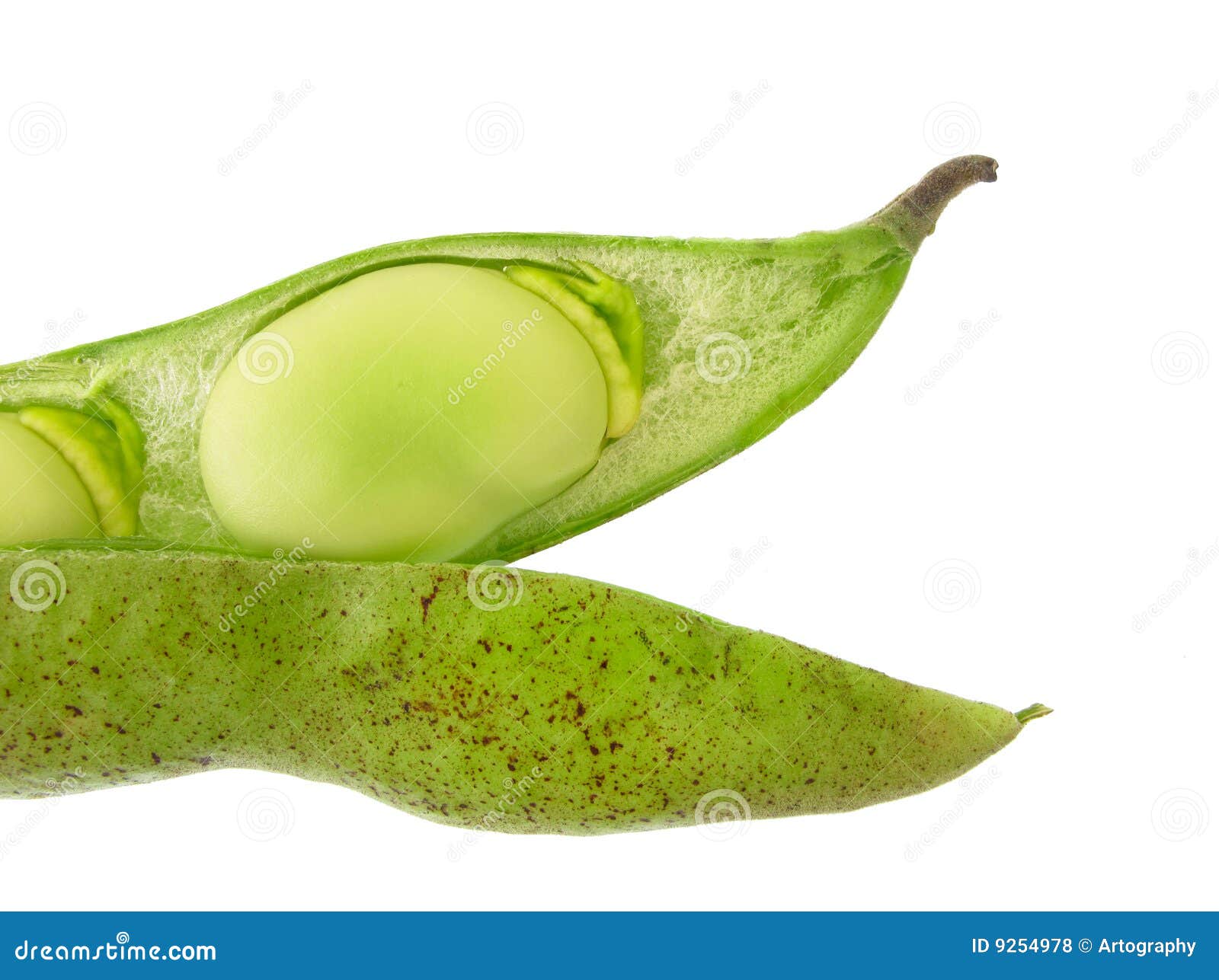 Broad bean stock photo. Image of natural, agriculture 9254978
