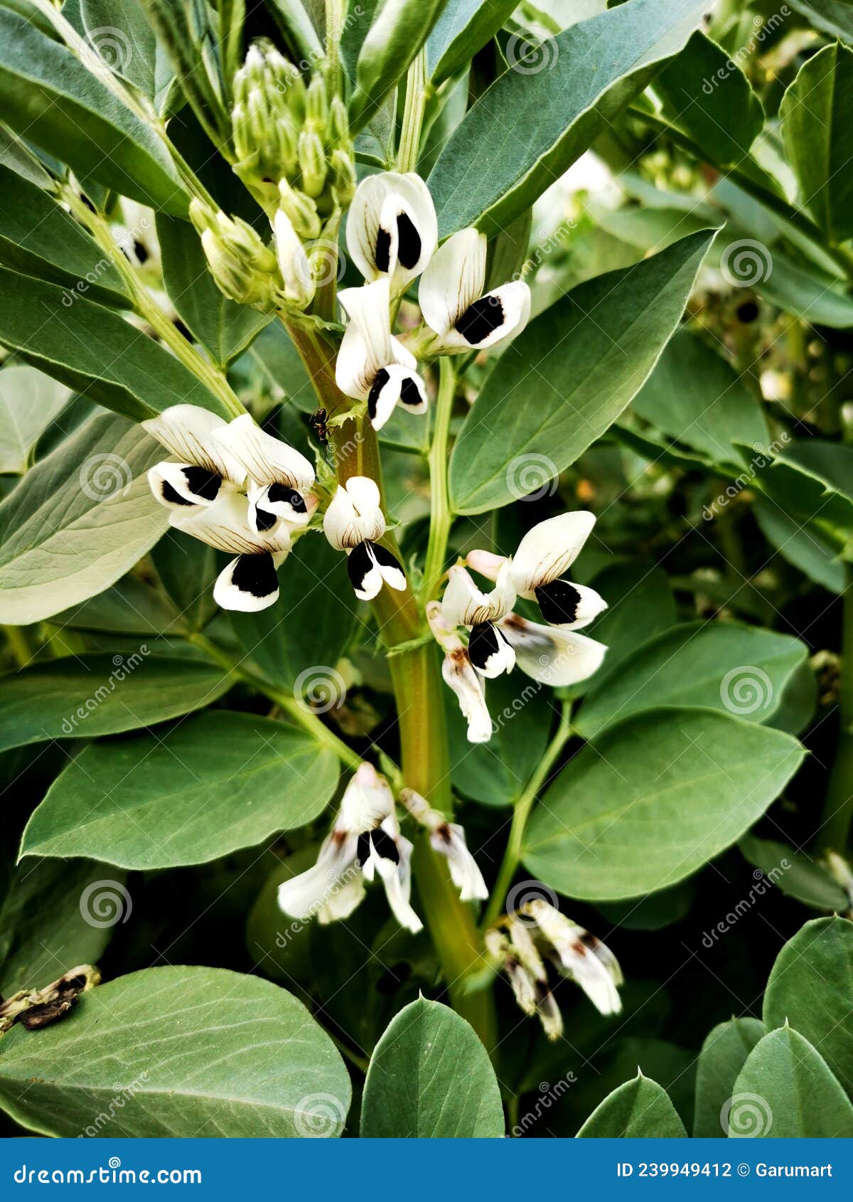 Broad Bean Bush with Flowers in Spring Stock Photo Image of flower