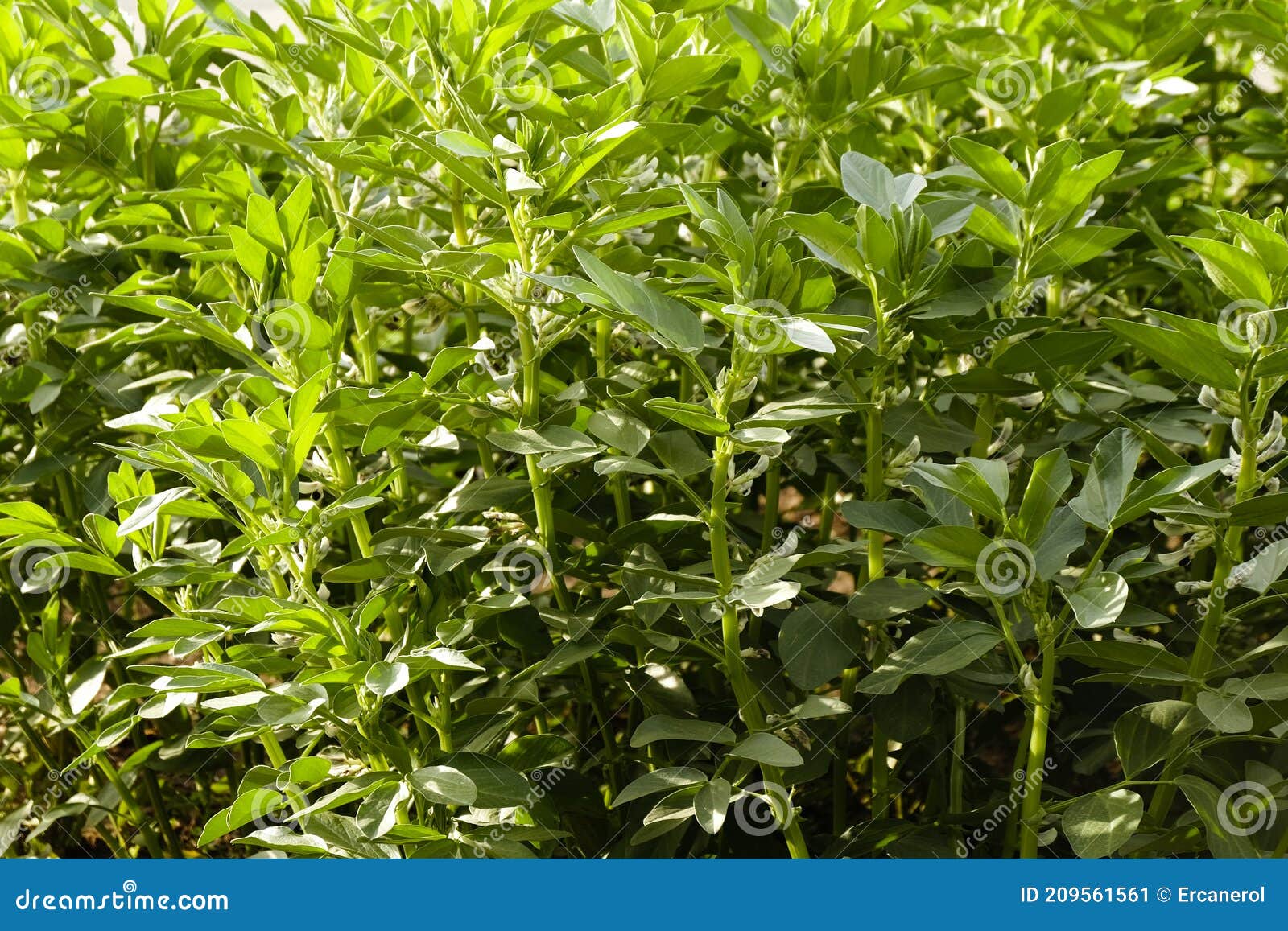 broad bean cultivation