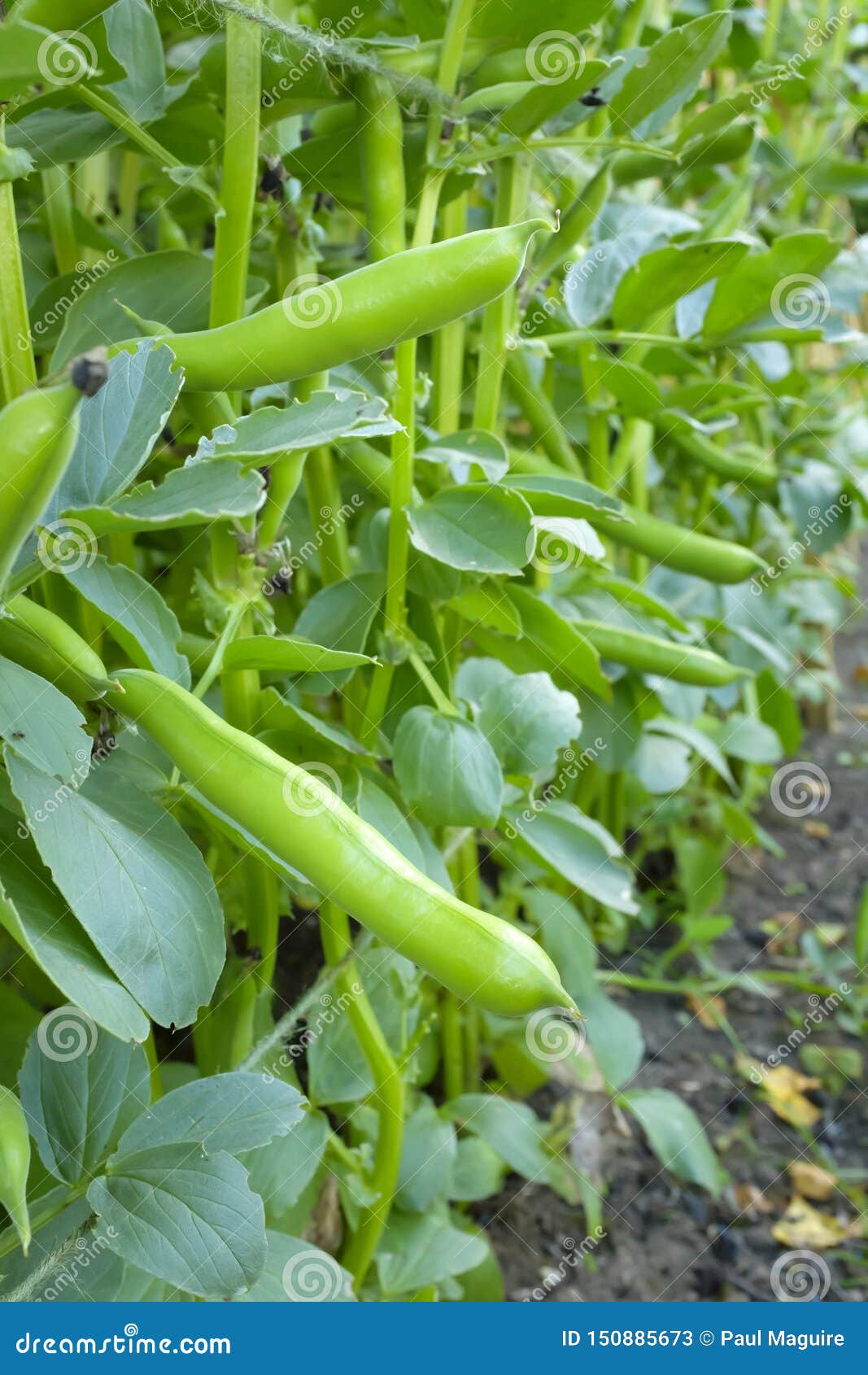 Broad bean plant stock image. Image of broad, allotment 150885673
