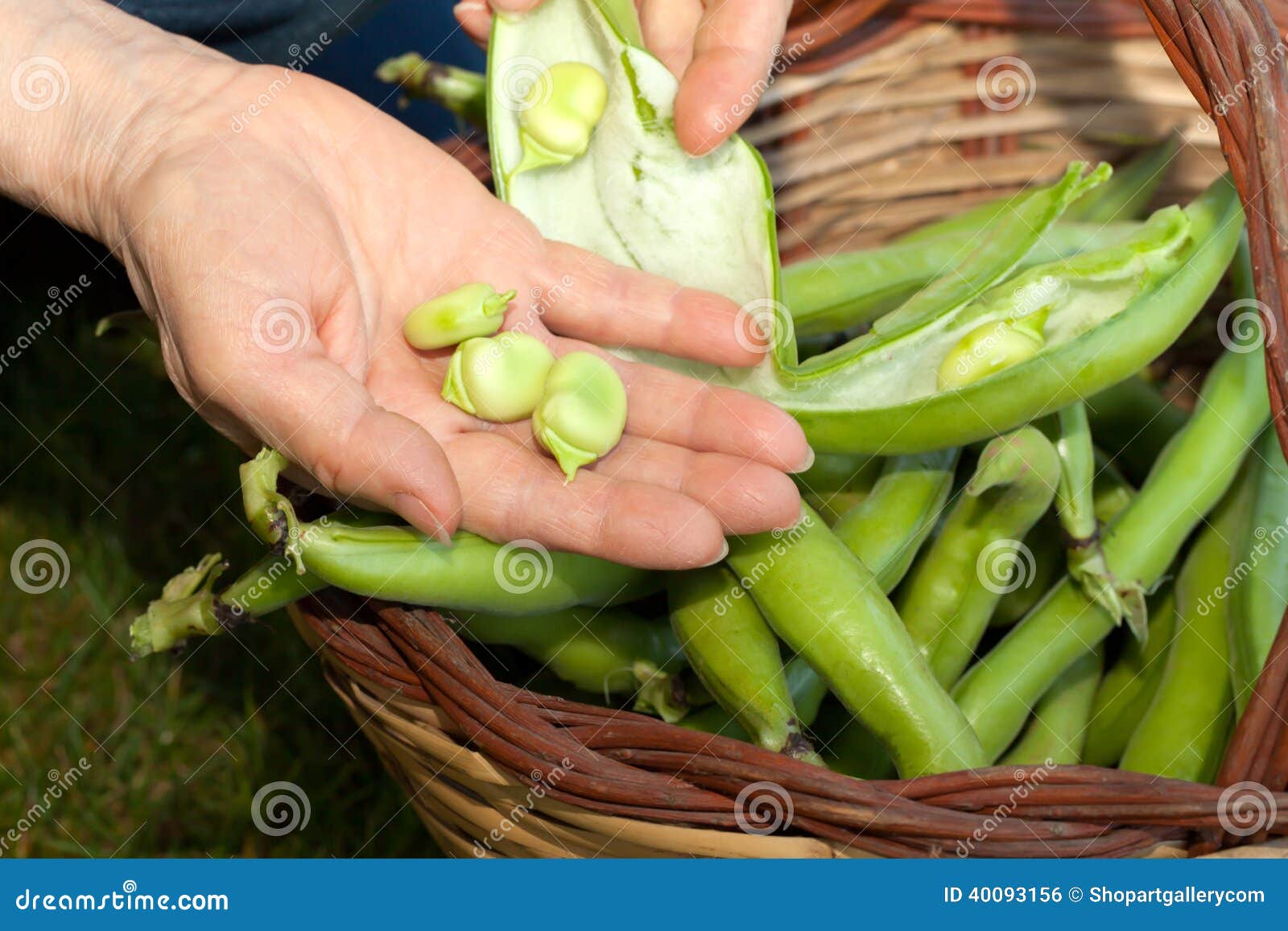 Broad Beans stock photo. Image of legume, vegetable, agriculture 40093156