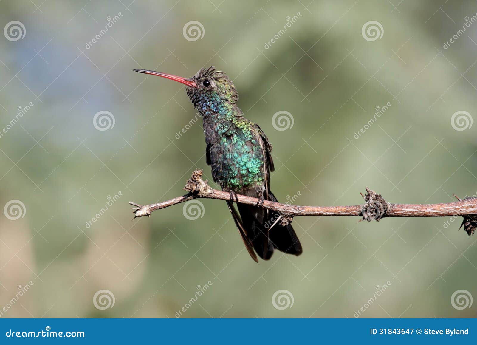 broad-billed hummingbird (cynanthus latirostris)