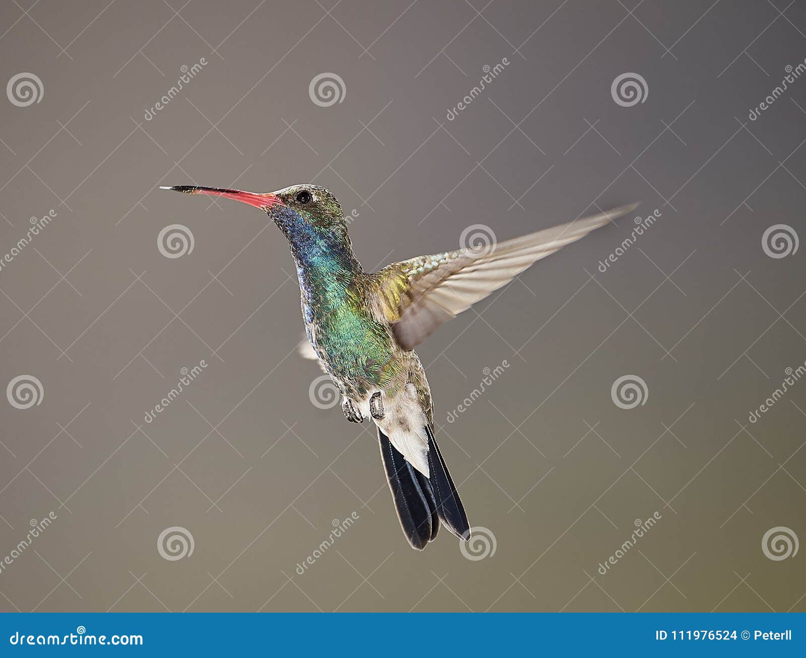 broad-billed hummingbird hovering