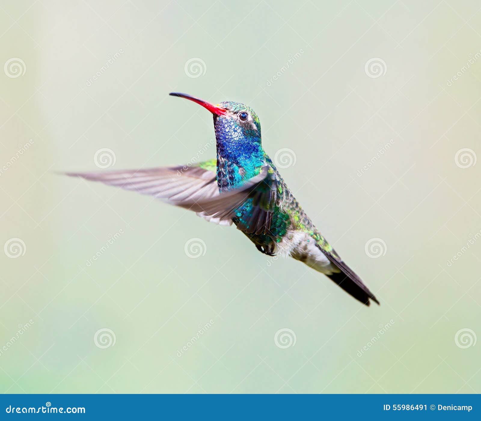 broad billed hummingbird (male).