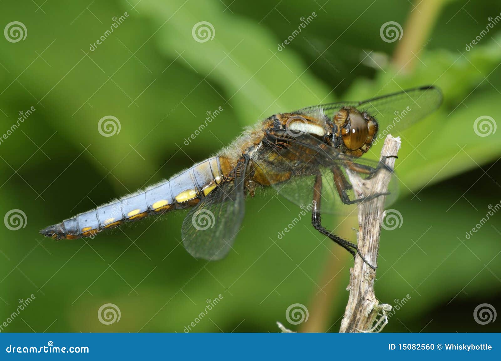 broad-bodied chaser - libellula depressa