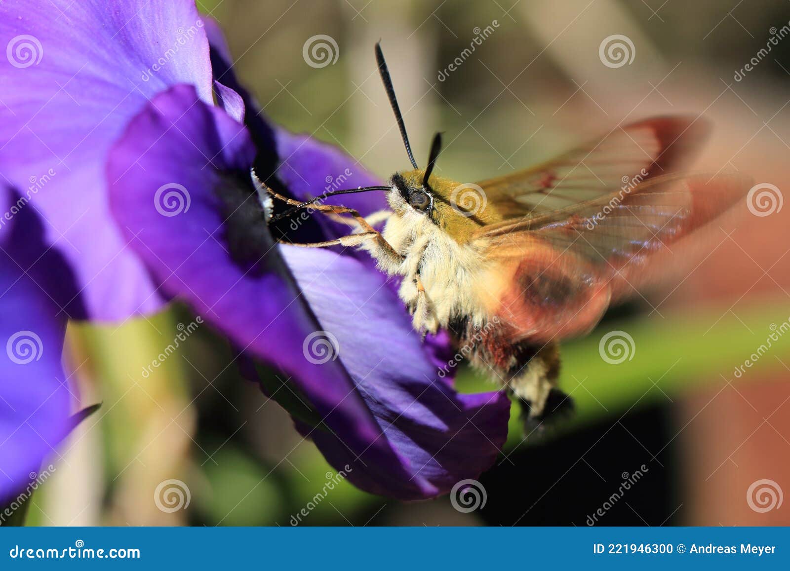 broad-bordered bee hawk-moth