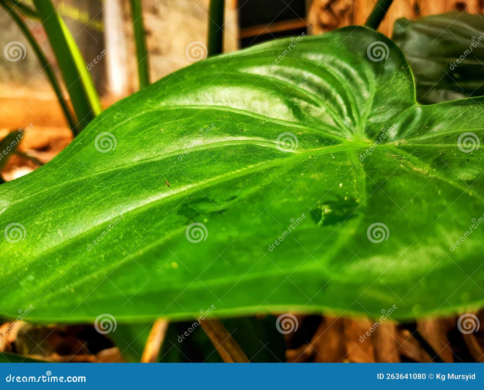 A Broad Green Leaf Plant that Grows in the Forest Stock Photo Image