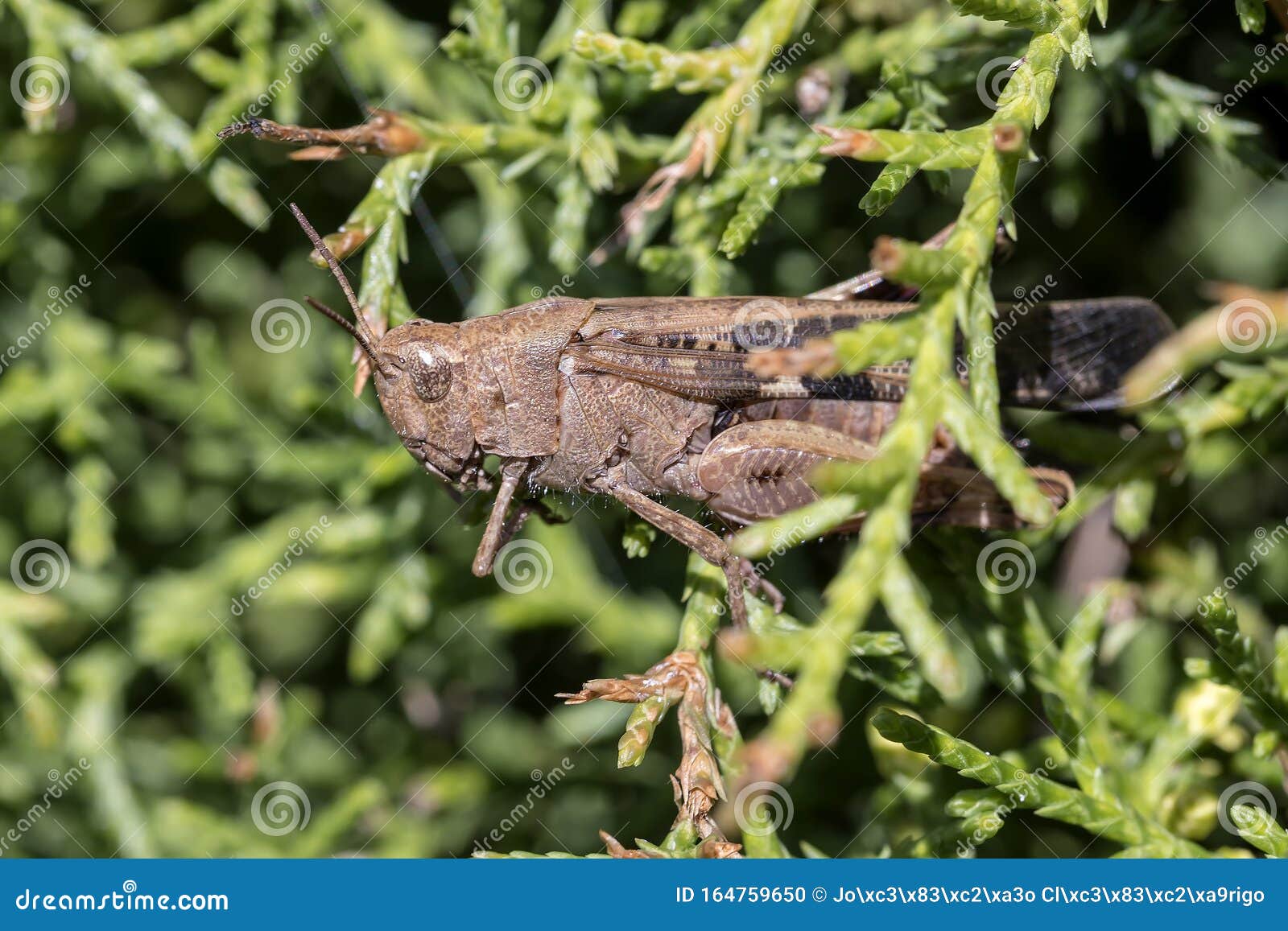 broad green-winged grasshopper aiolopus strepens